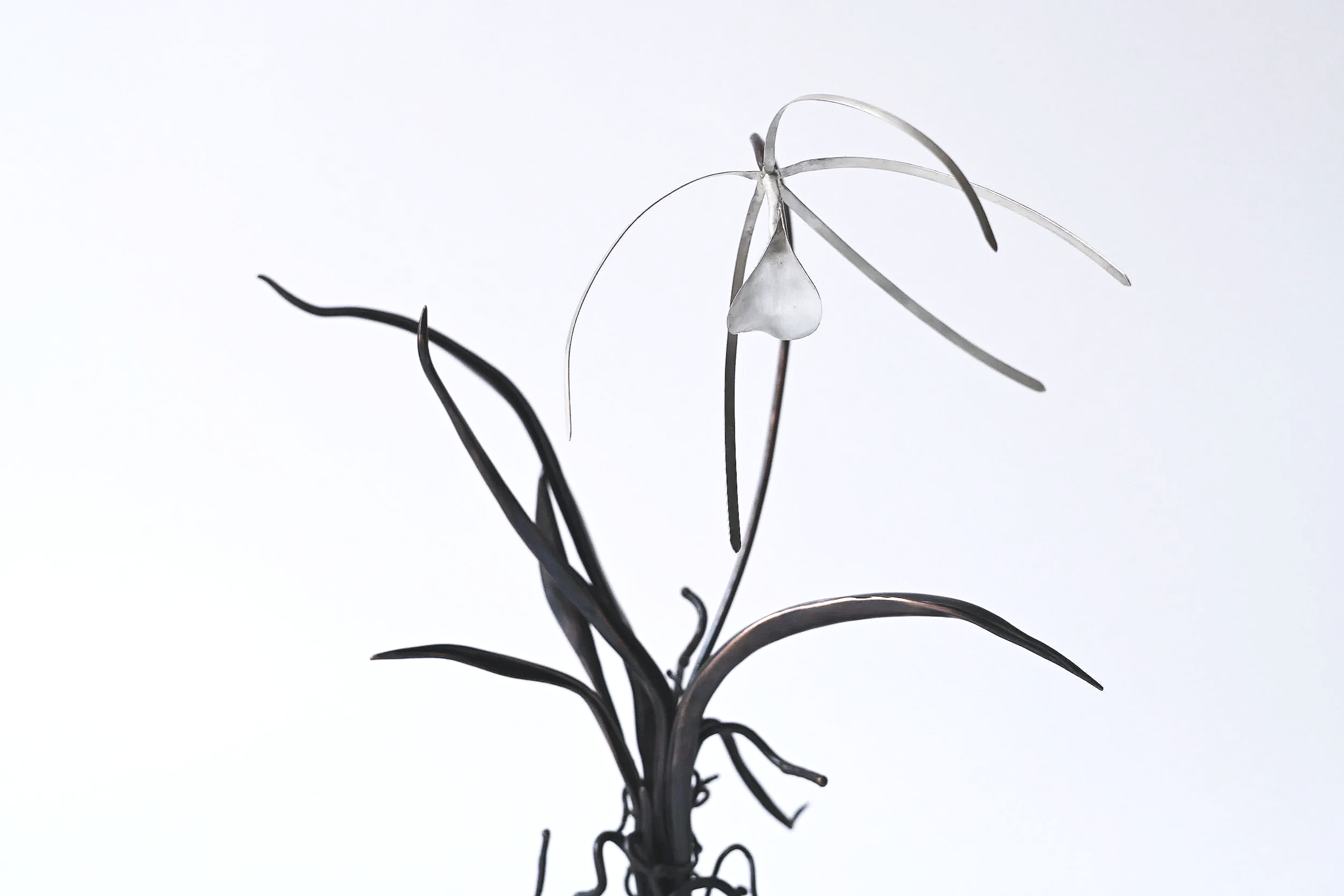Brassavola 'nodosa'