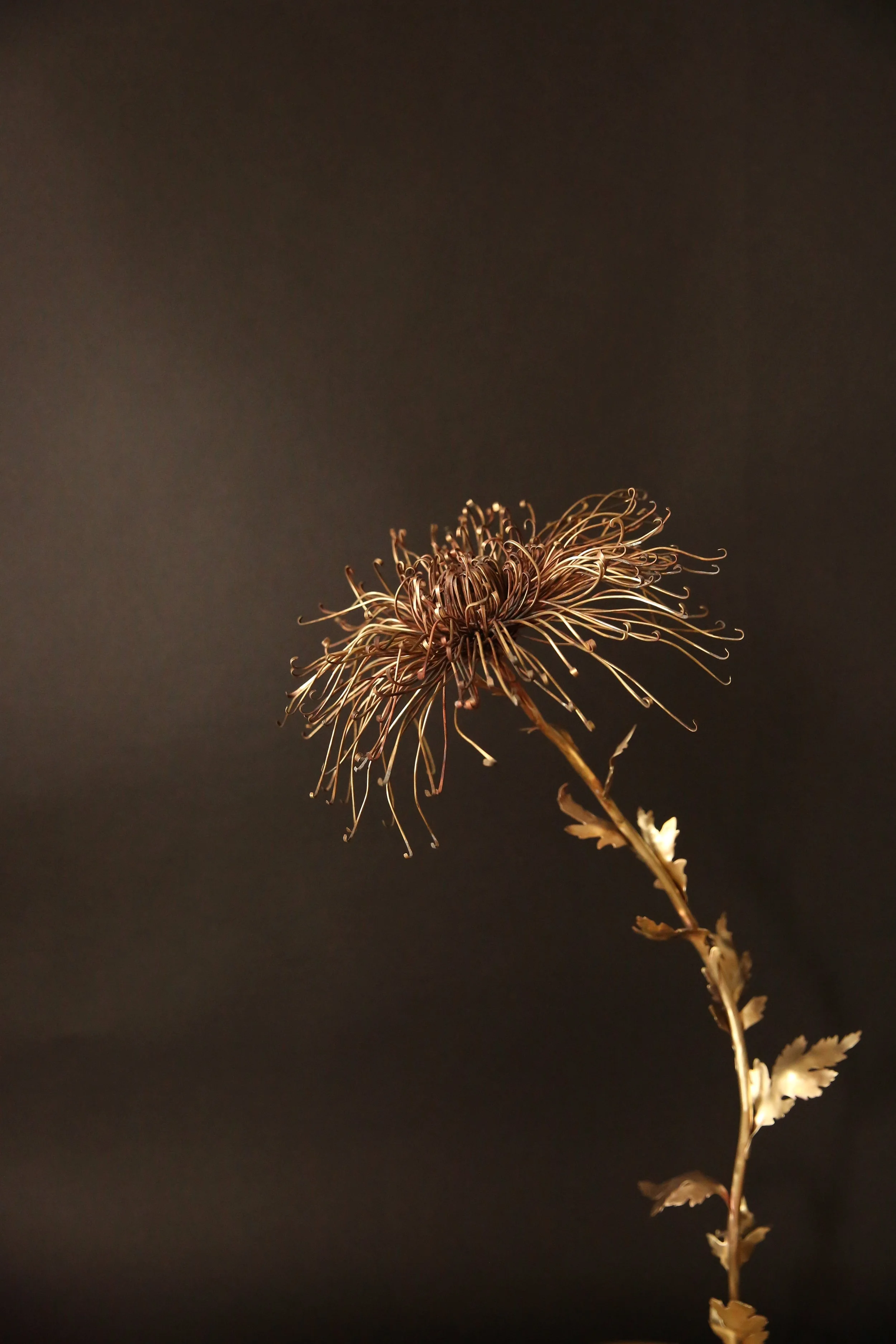 Chrysanthemum morifolimum brass 2020