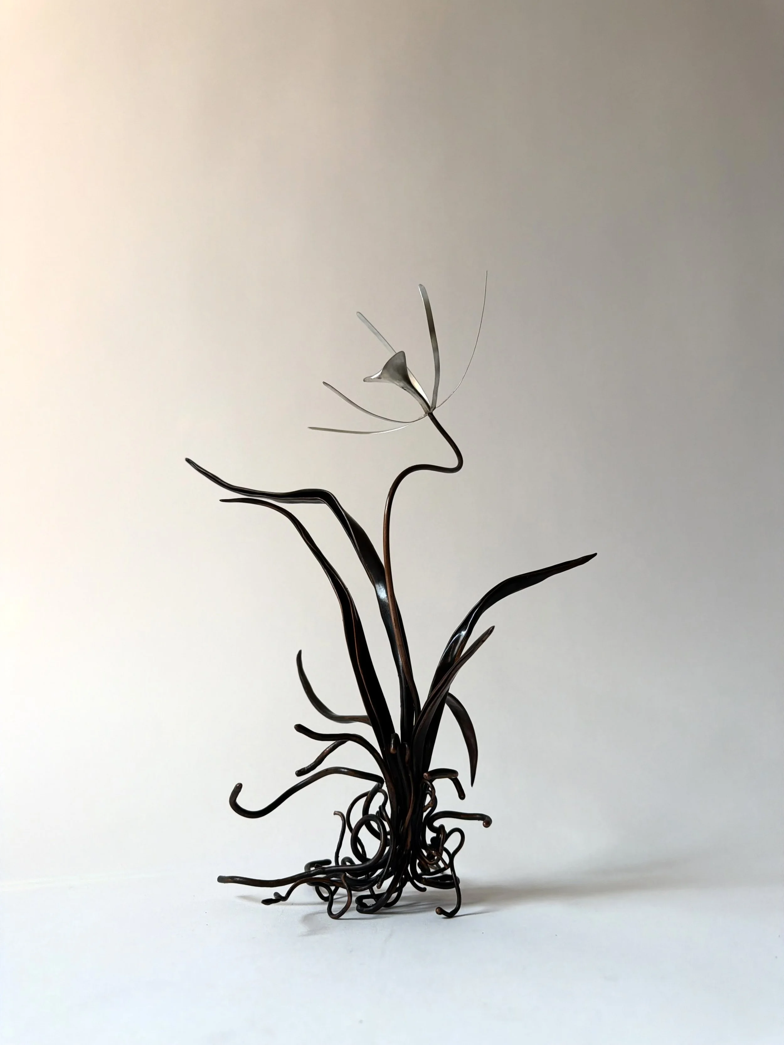 Brassavola 'nodosa' no.1.jpg