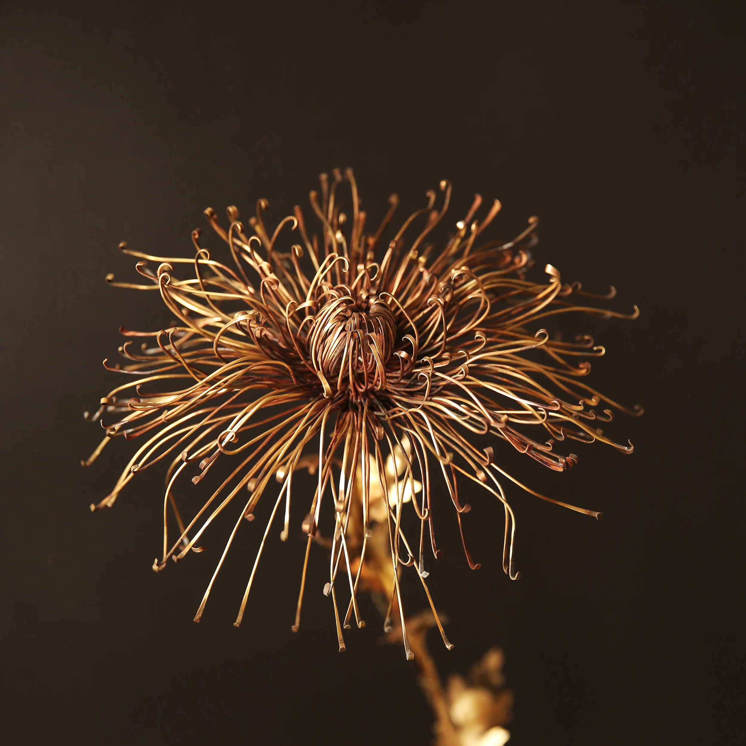 Chrysanthemum