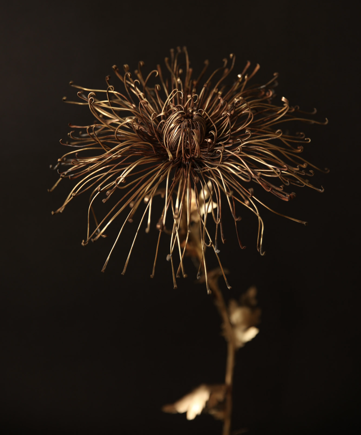 Chrysanthemum morifolimum brass 2020