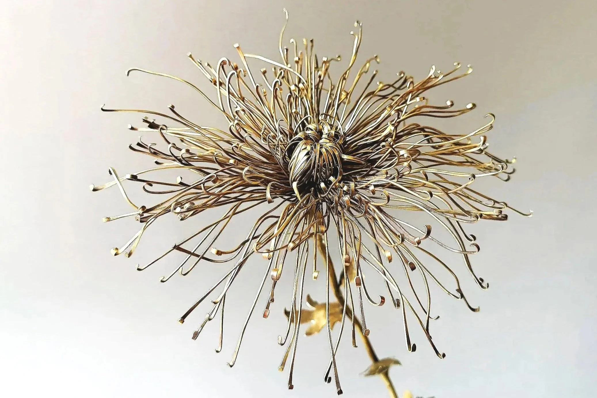 Chrysanthemum