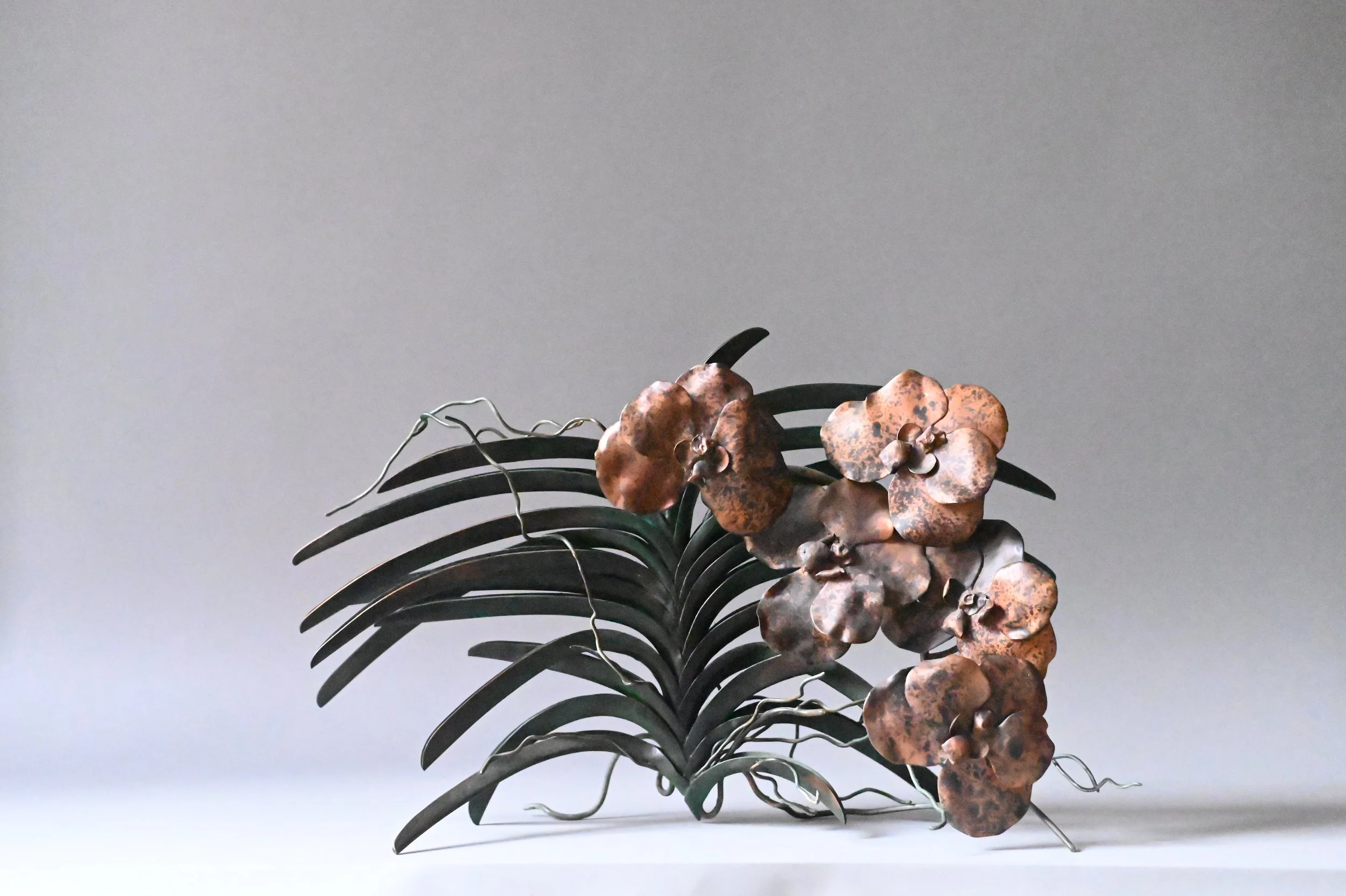 Vanda Orchid