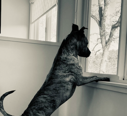 Drop In [Customizable]