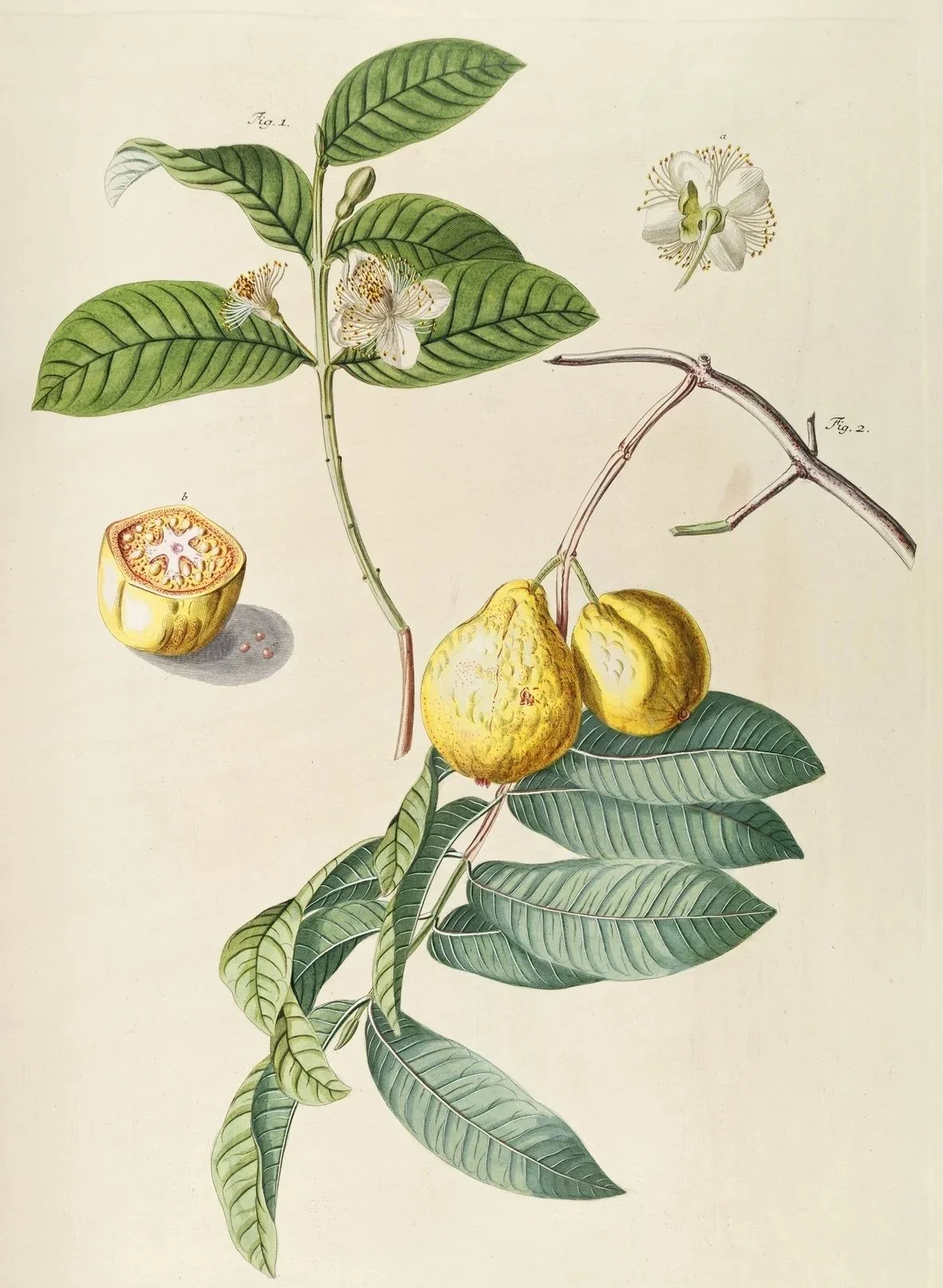 Guava public domain artwork