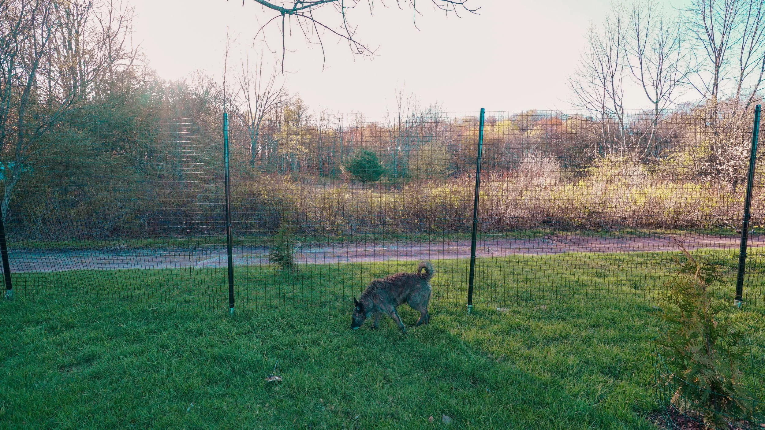Securely fenced yard 