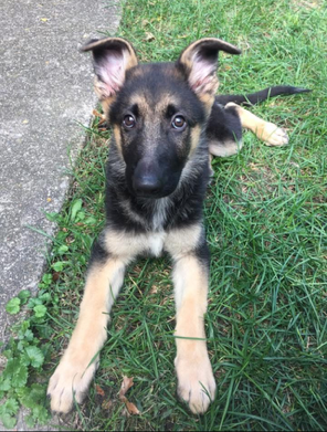 Same Day Care Services- Pet Sitting & Walking