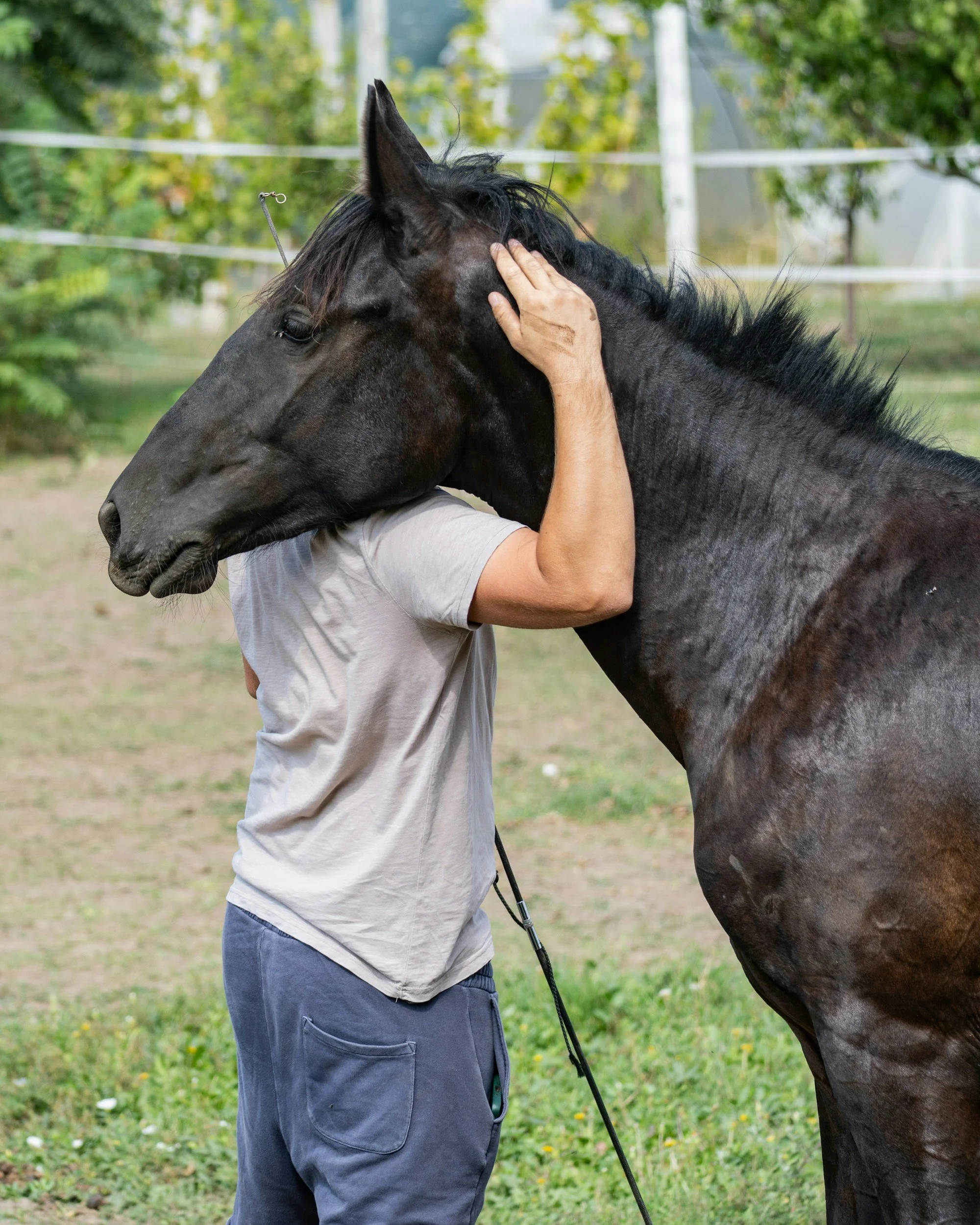 Person hugging a large, dark-colored horse outdoors in a grassy area with trees in the background.