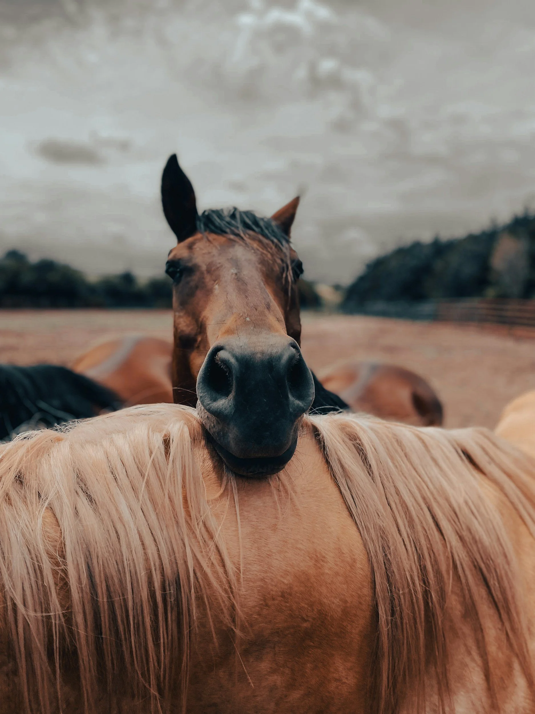 Close-up of a brown horse with a dark mane sticking its head over an orange horse, surrounded by other horses in an outdoor enclosure with a cloudy sky.