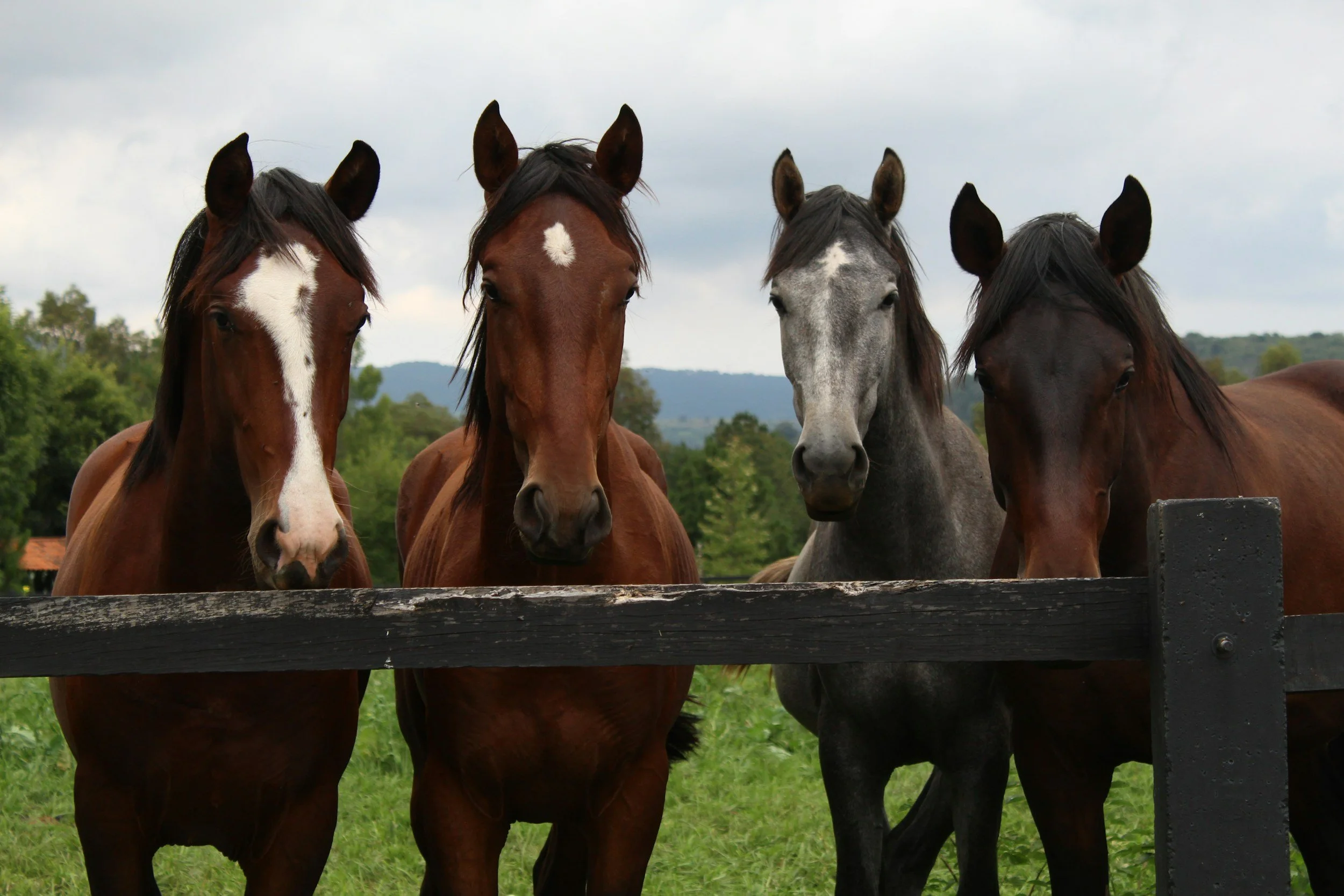 Four horses standing behind a black fence on a grassy field with trees and hills in the background.
