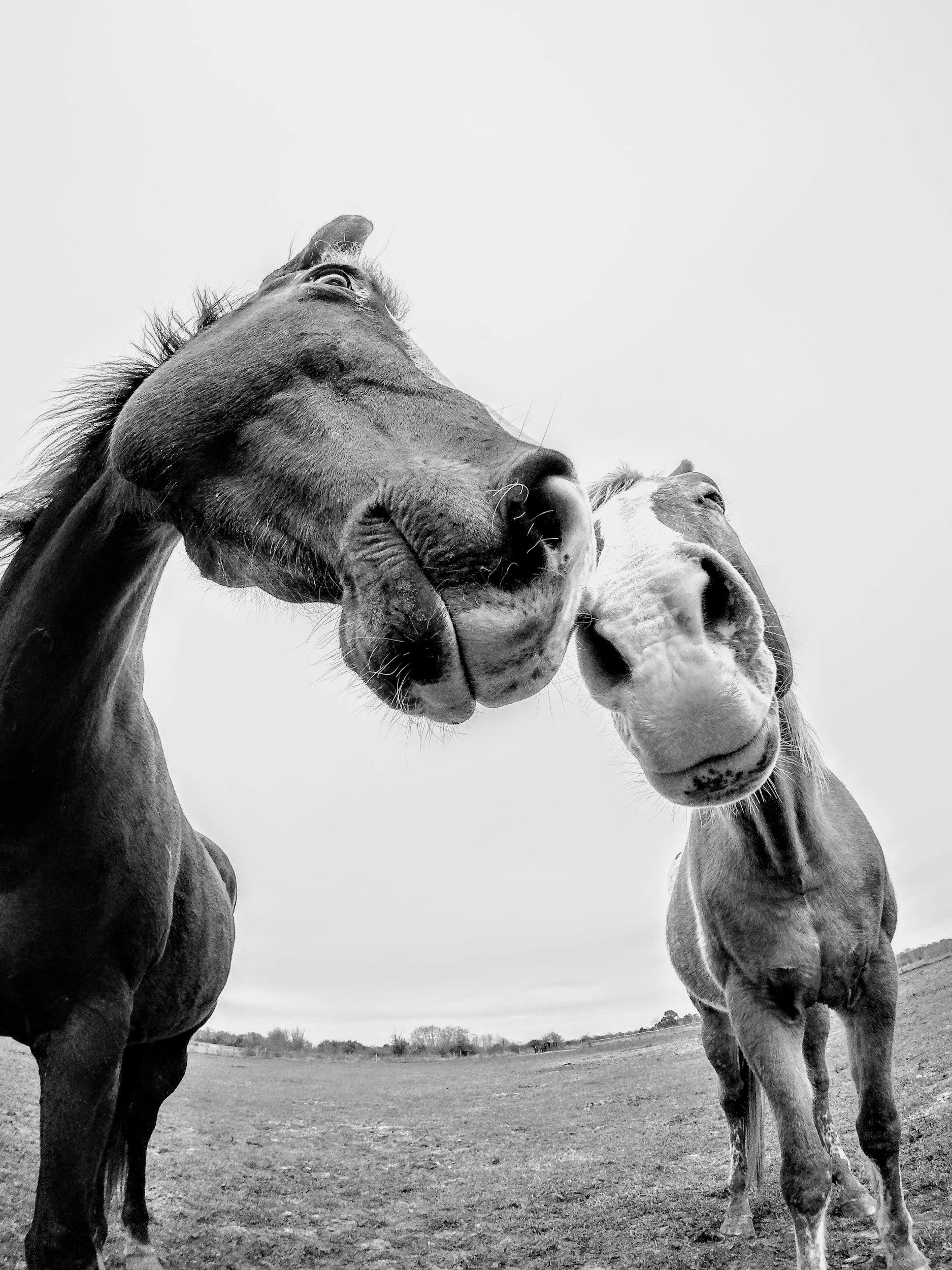 Close-up black and white photo of two horses nuzzling each other in an open field.