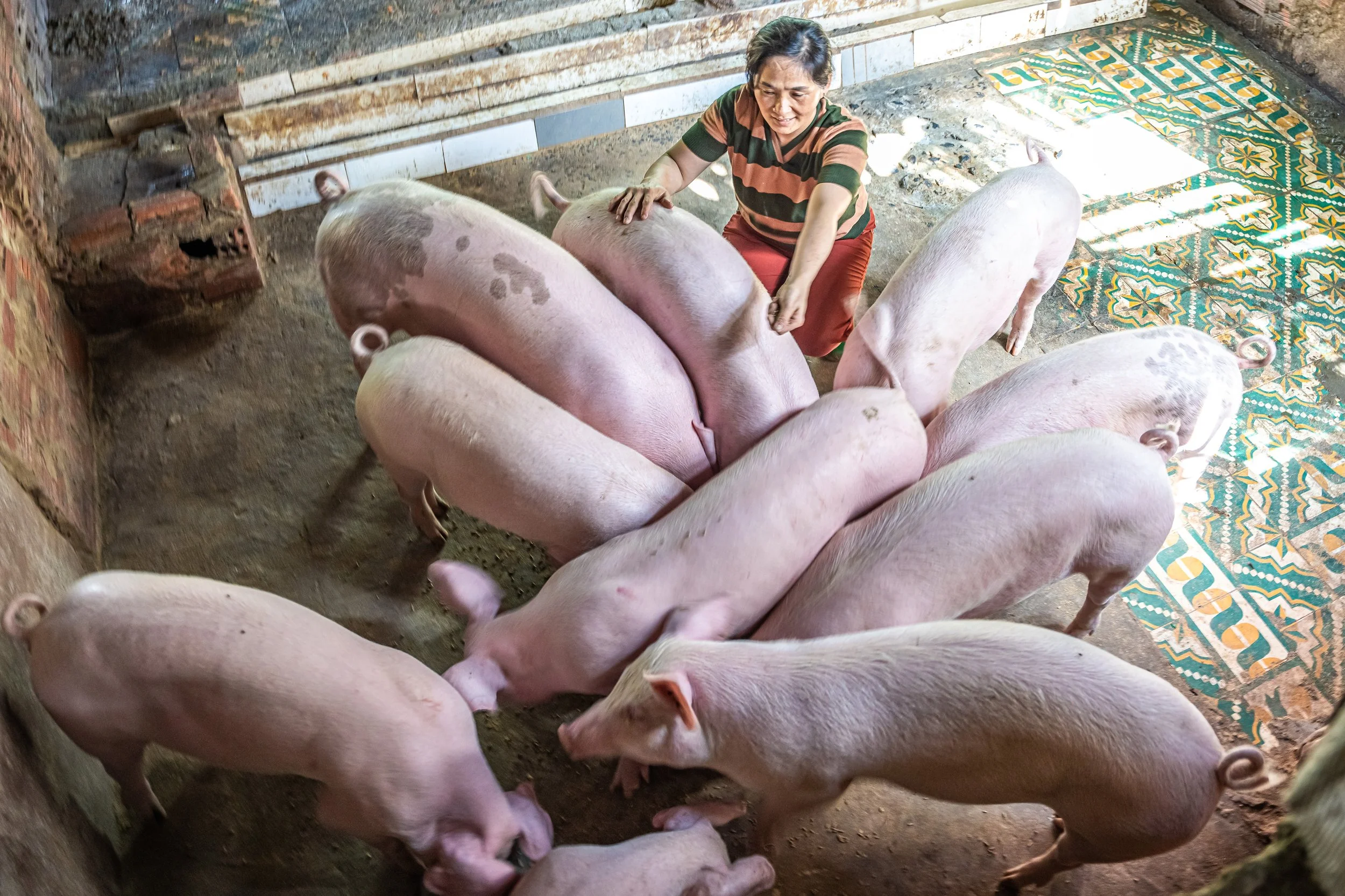 A woman smiling and petting a group of pink pigs in a farm setting, with patterned tiles on the floor and rough brick and stone walls.