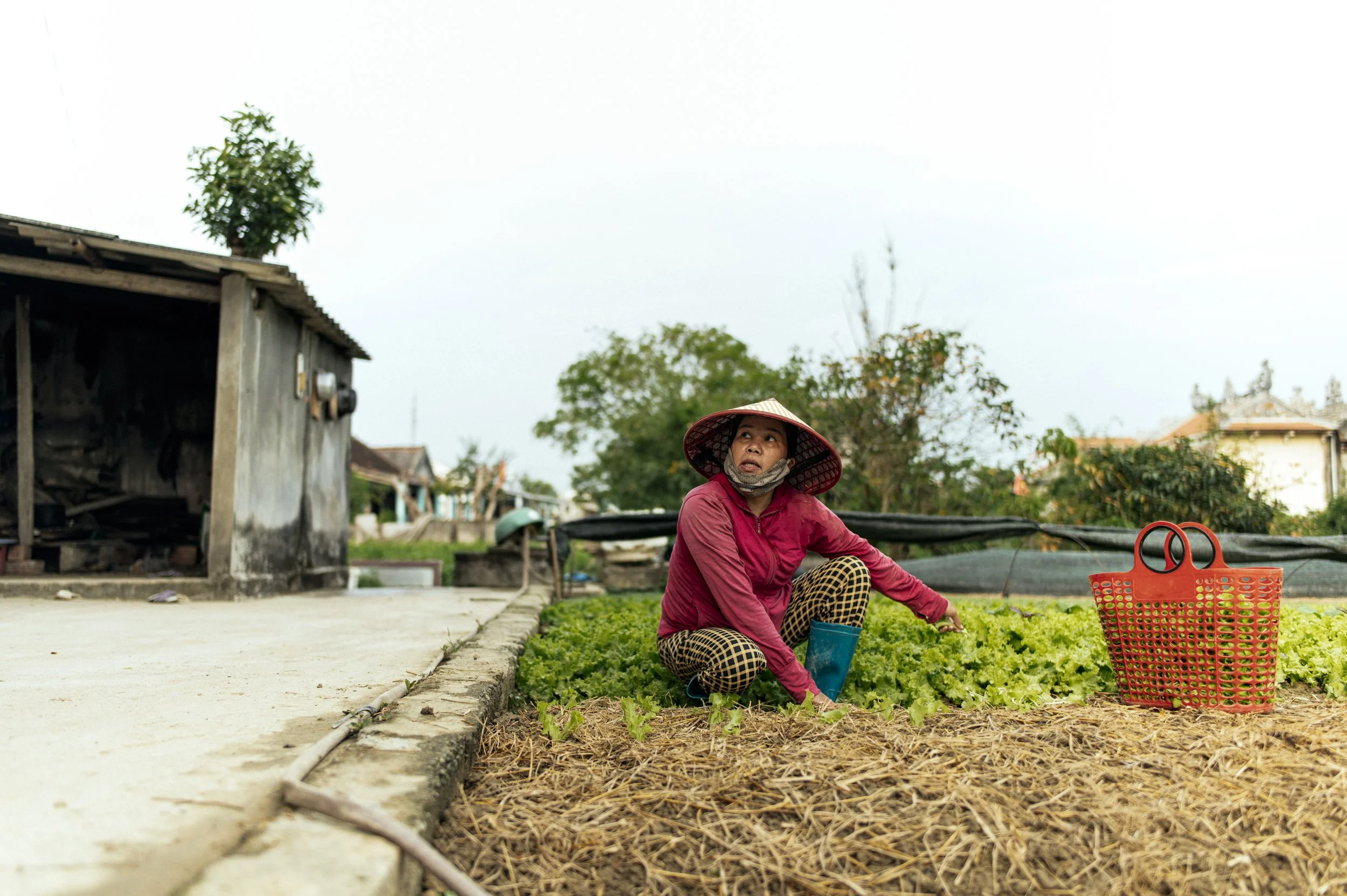 A woman wearing a traditional conical hat, kneeling in a vegetable garden, tending to young lettuce plants.