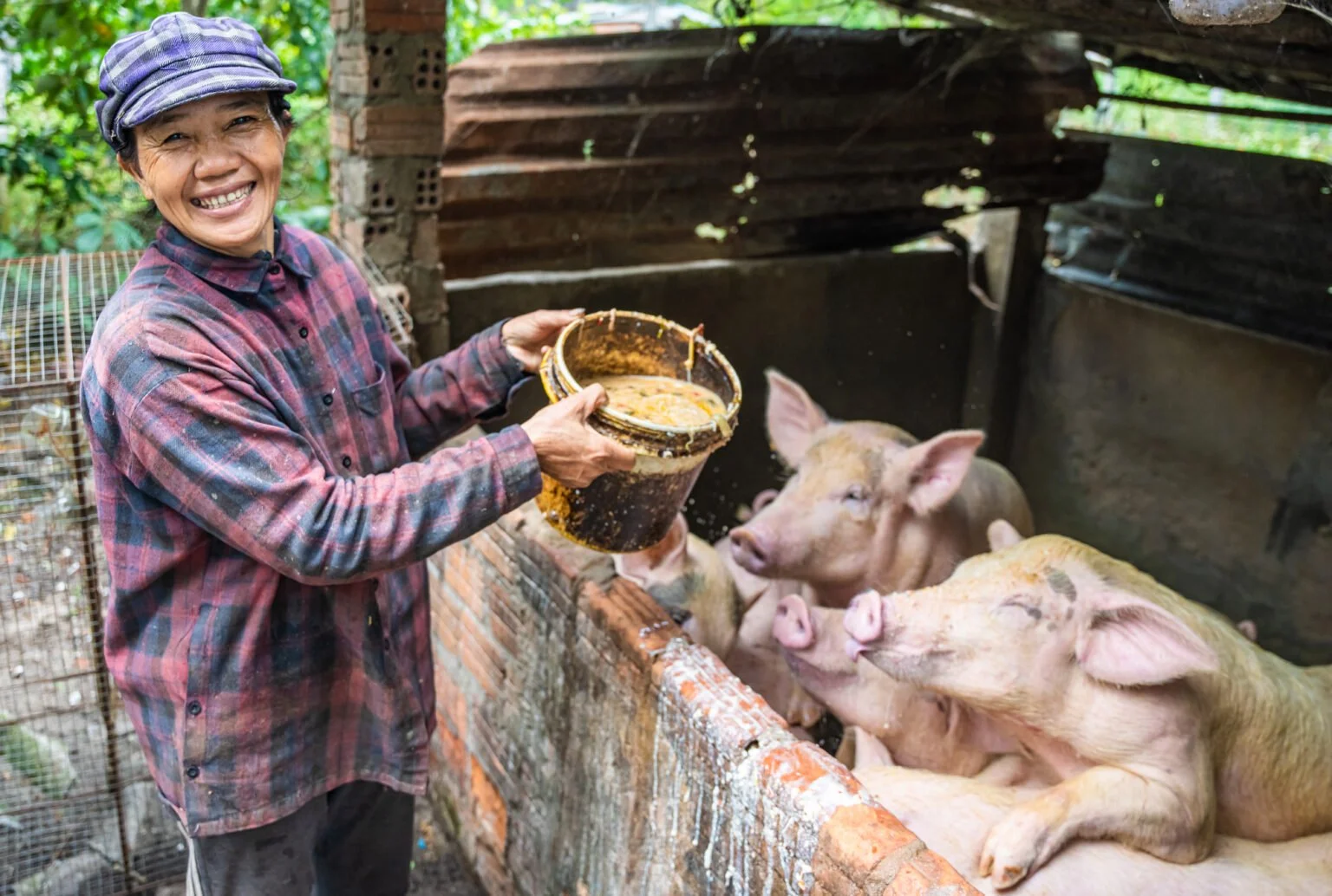 A woman smiling and feeding pigs in a rustic outdoor pigsty.