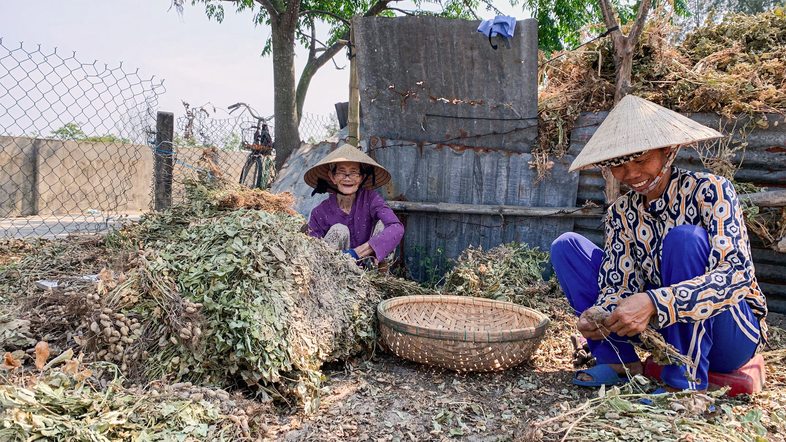 Two elderly people wearing traditional Asian conical hats and colorful clothing are working outdoors, sorting through a large pile of dried leaves and plant material in a rustic setting with a metal fence, trees, and weathered structures in the background.