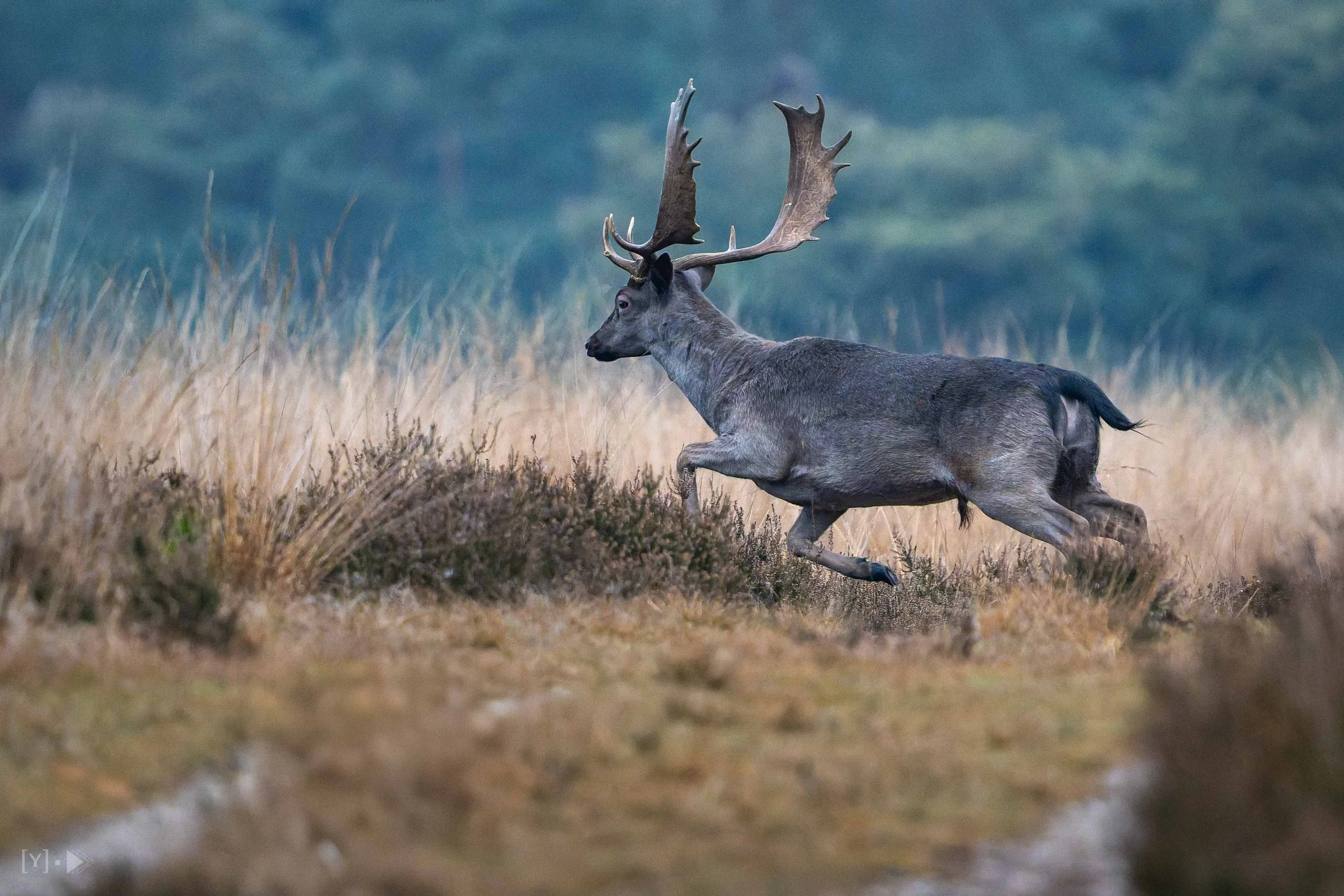 Damhert - Fallow Deer