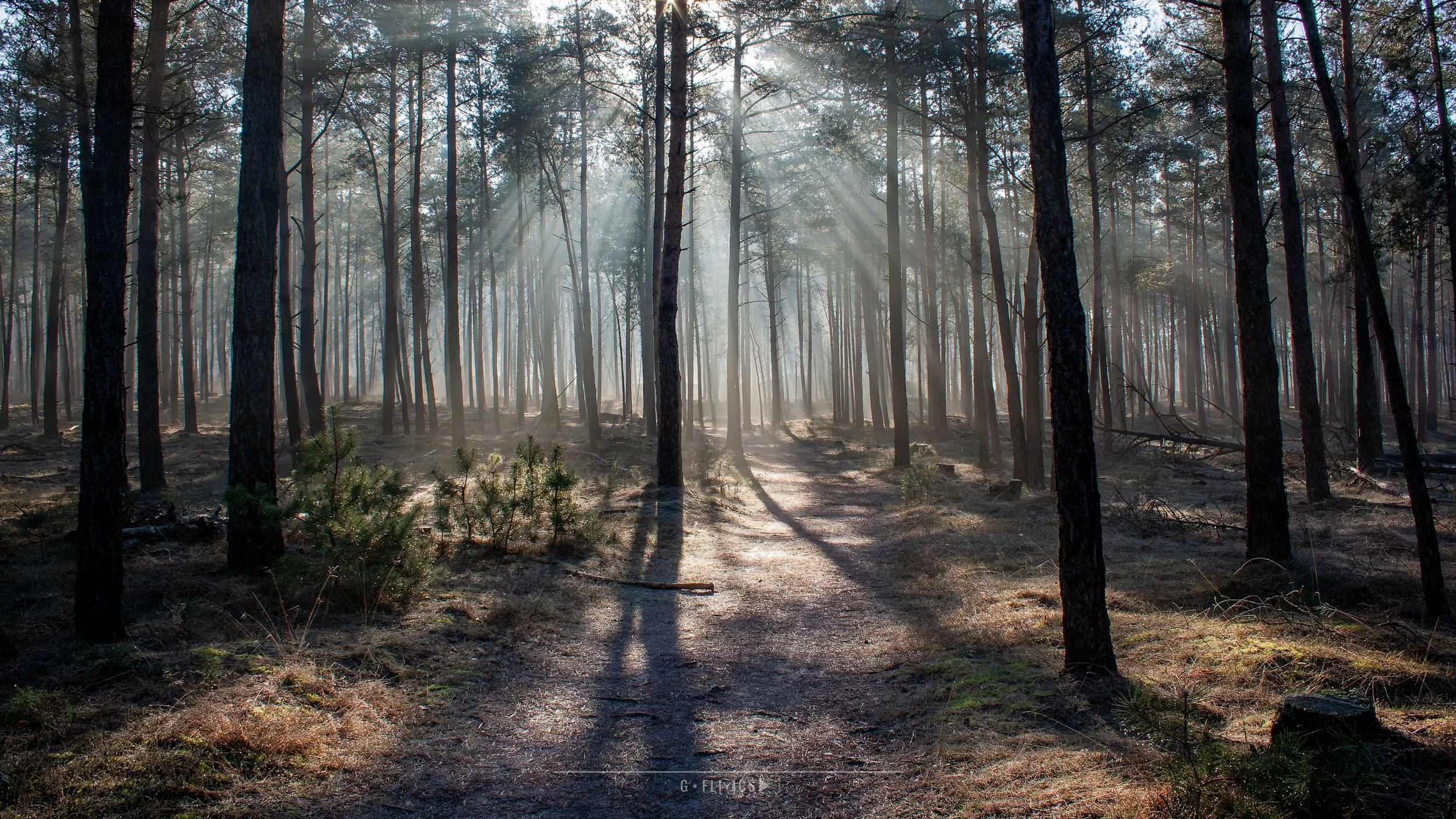 Veluwe - Nederland