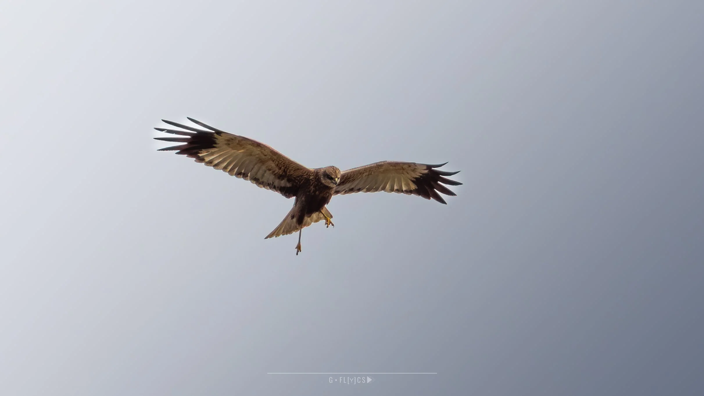 Bruine Kiekendief - March Harrier