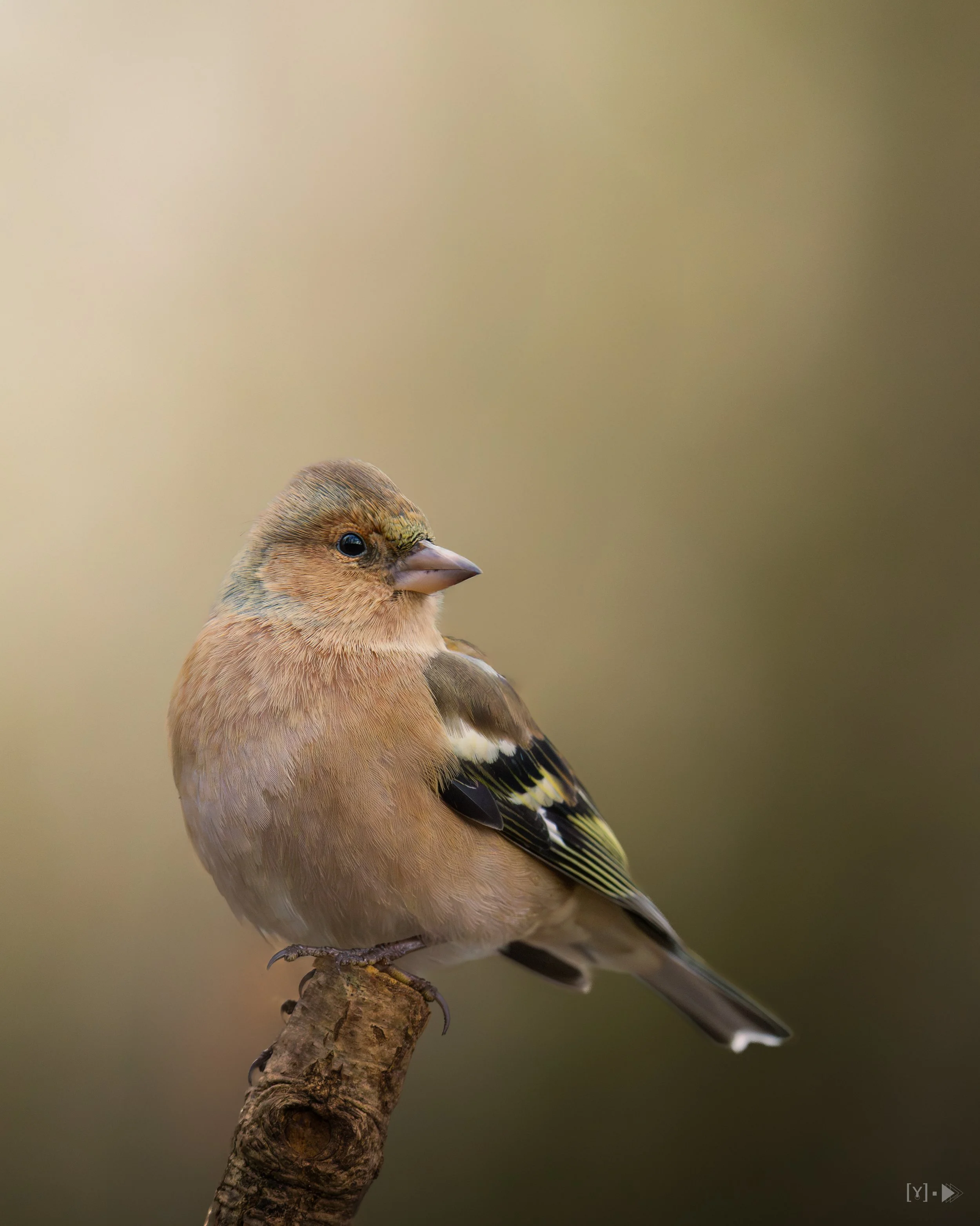 Vink - Finch
