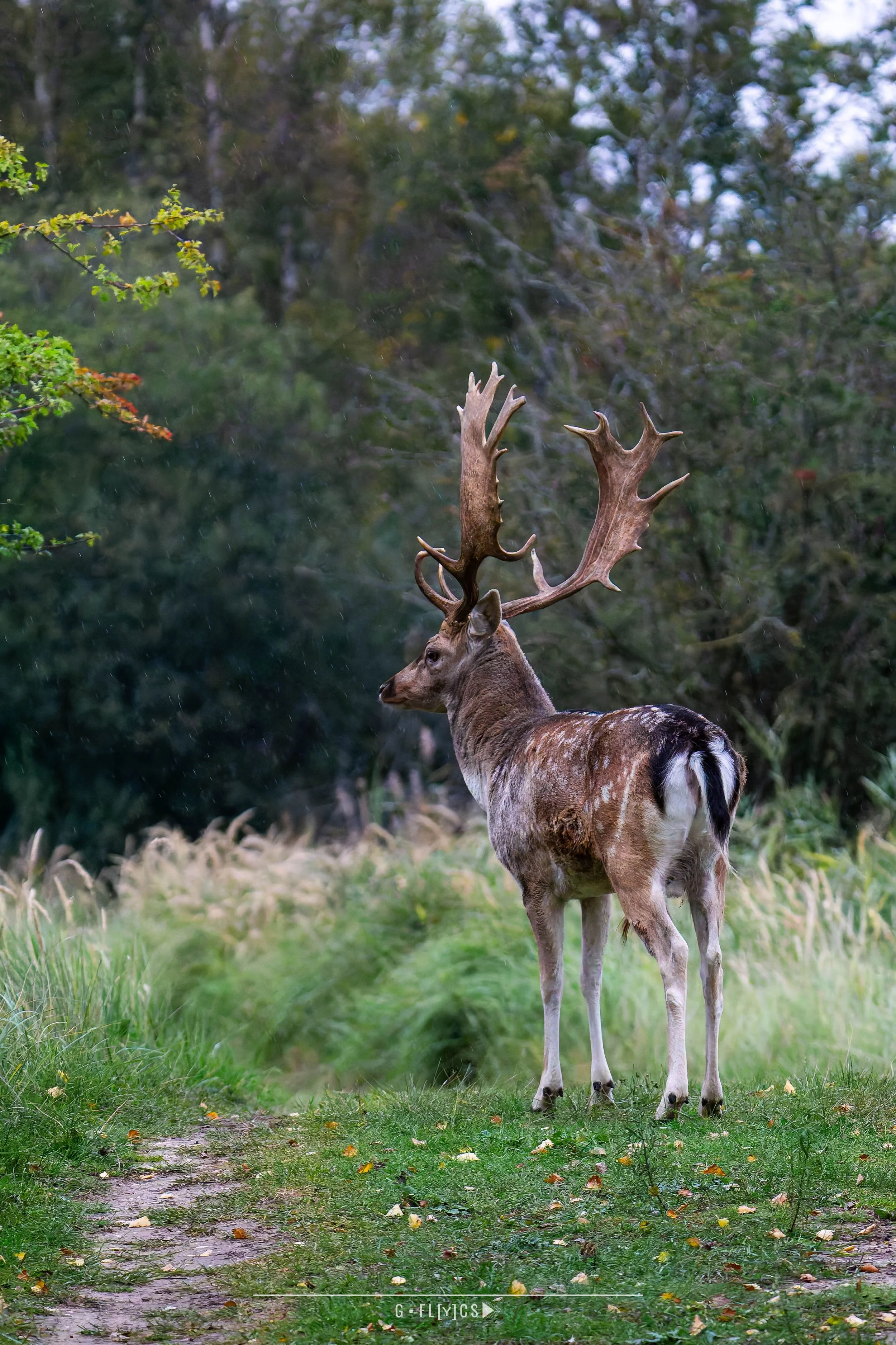 A large reindeer with antlers stands on a grassy path in a forested area with green and yellow foliage in the background.