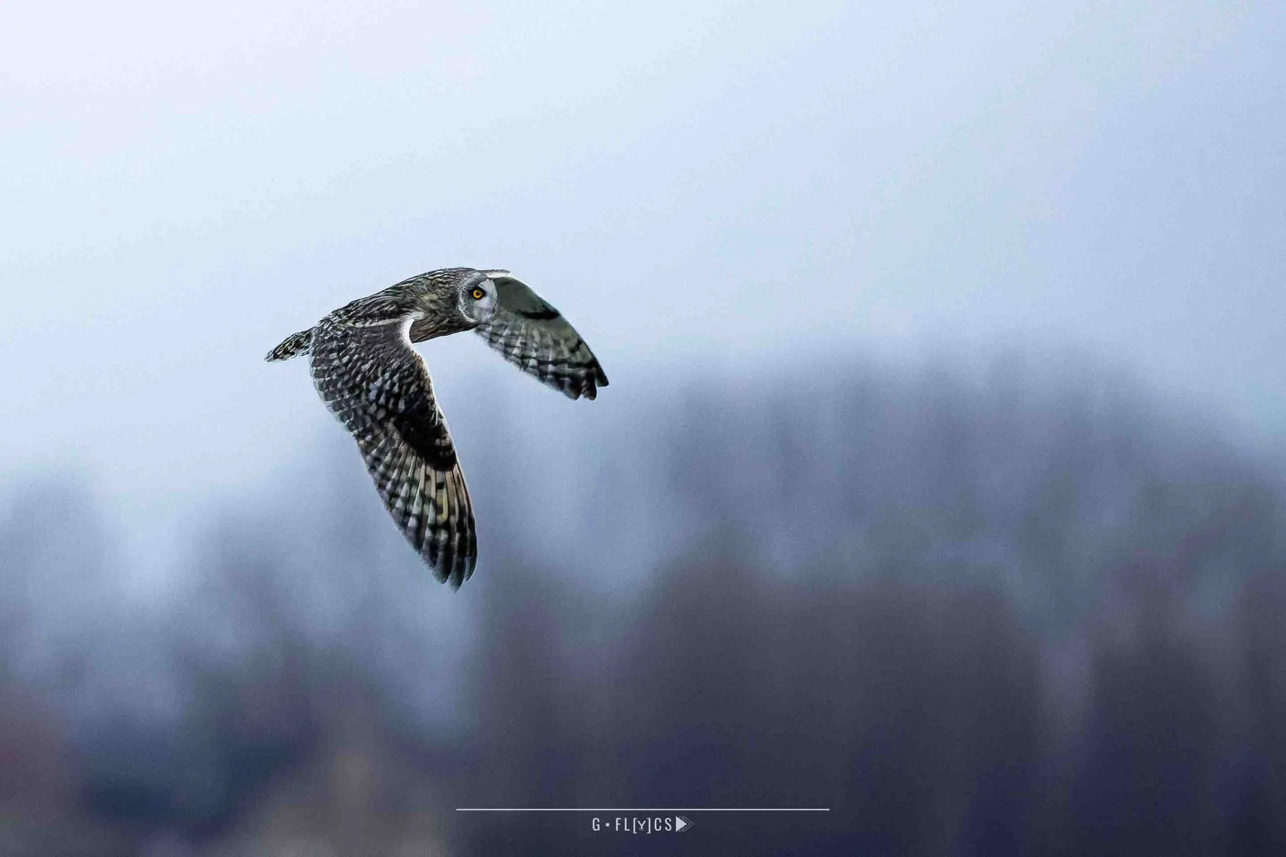 Velduil - Short Eared Owl