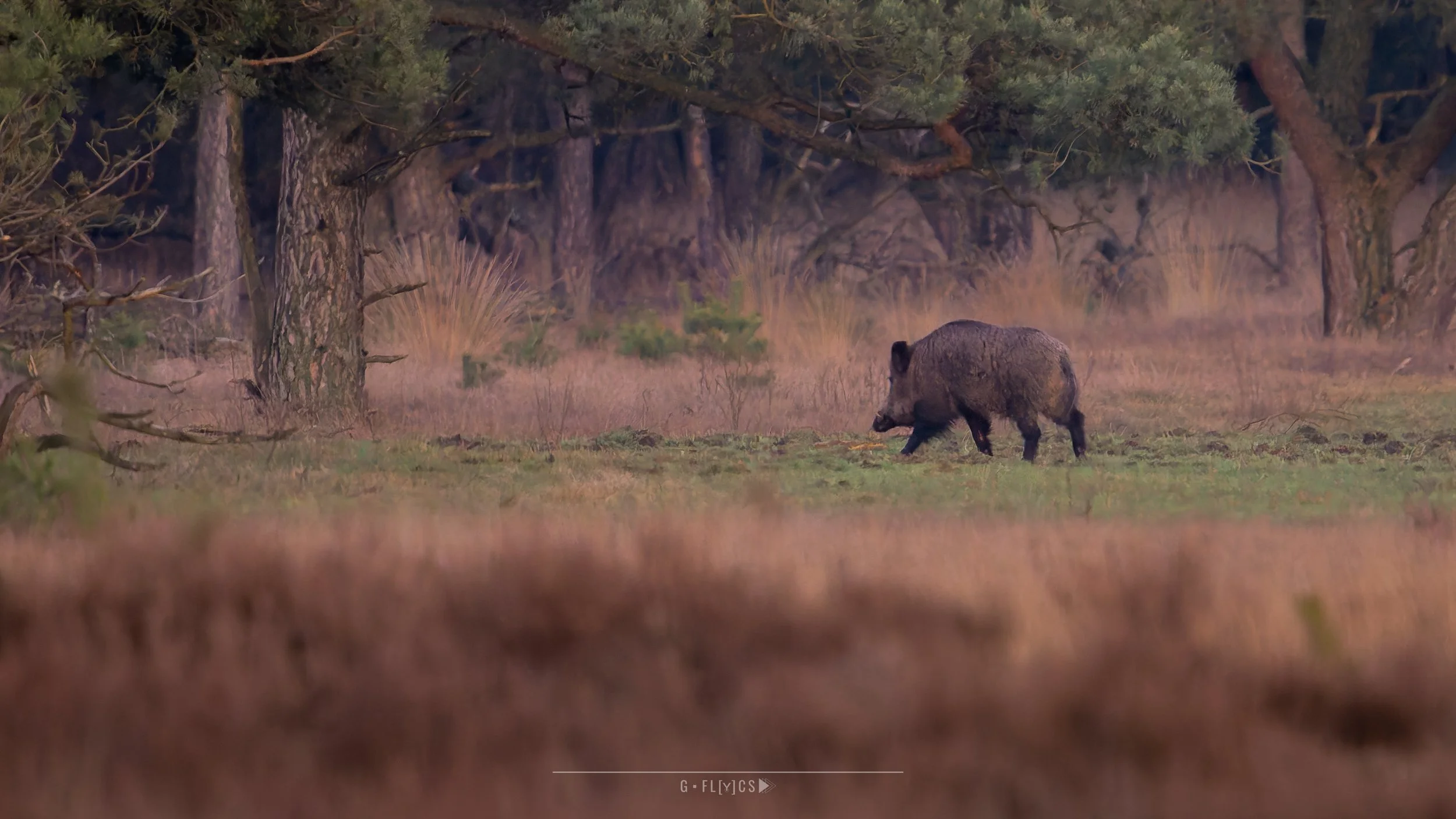 Wild Zwijn - Wild Boar