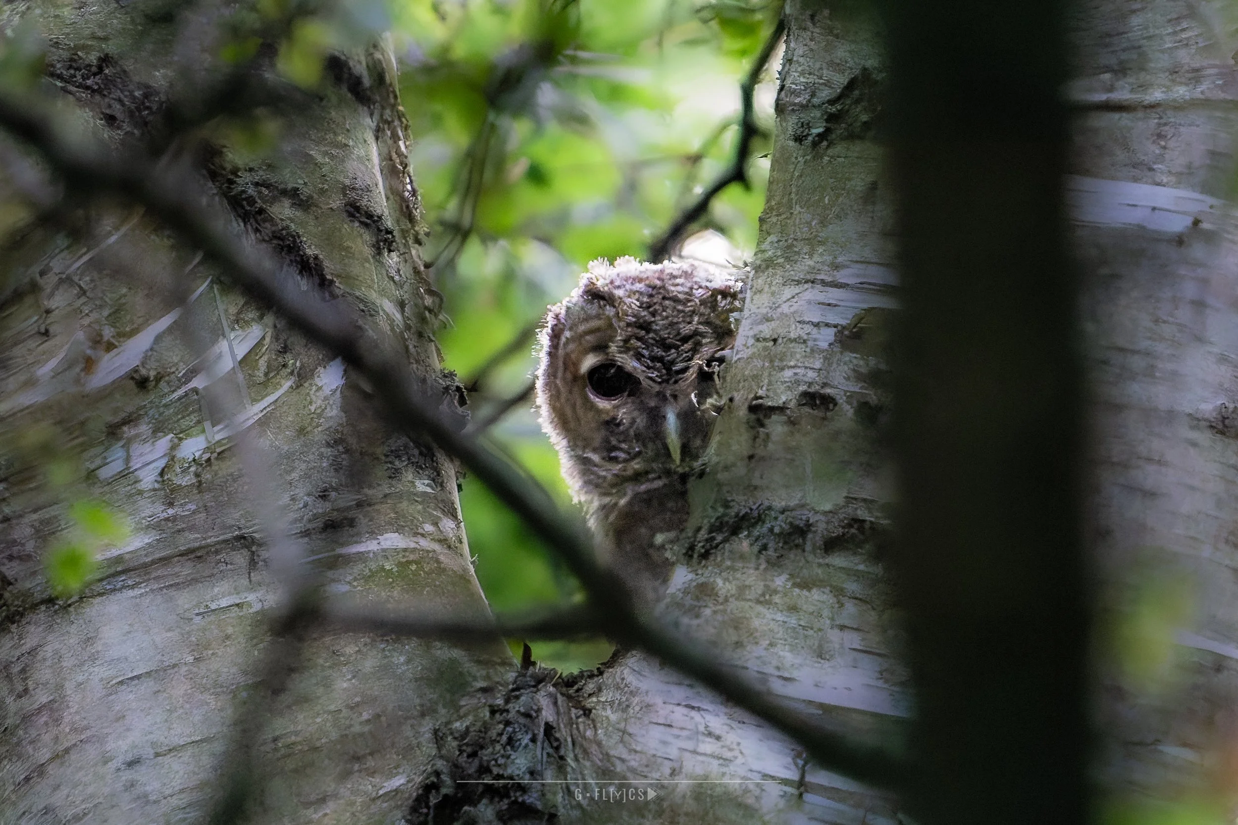 Bosuil - Tawny Owl