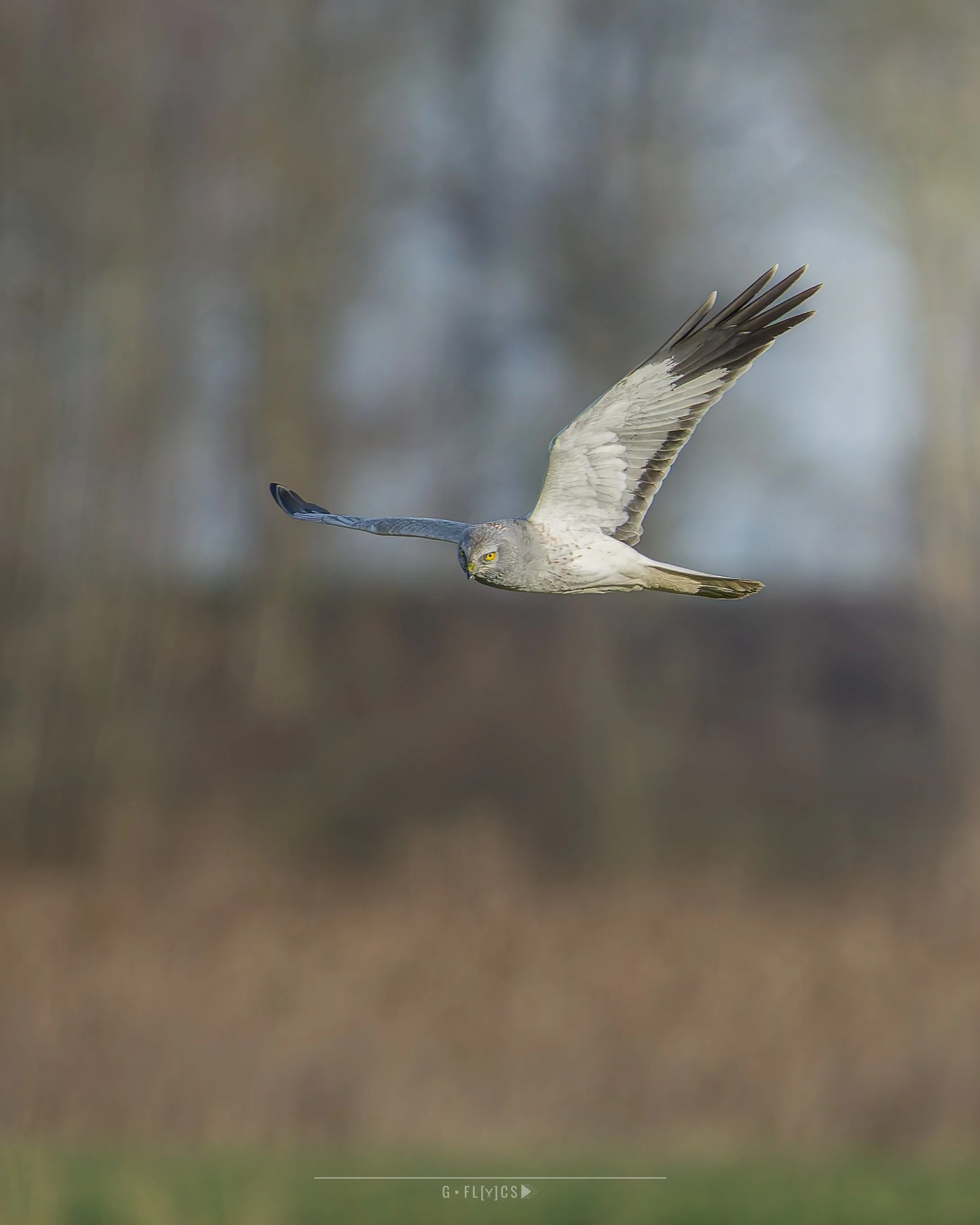 Blauwe Kiekendief - Hen Harrier