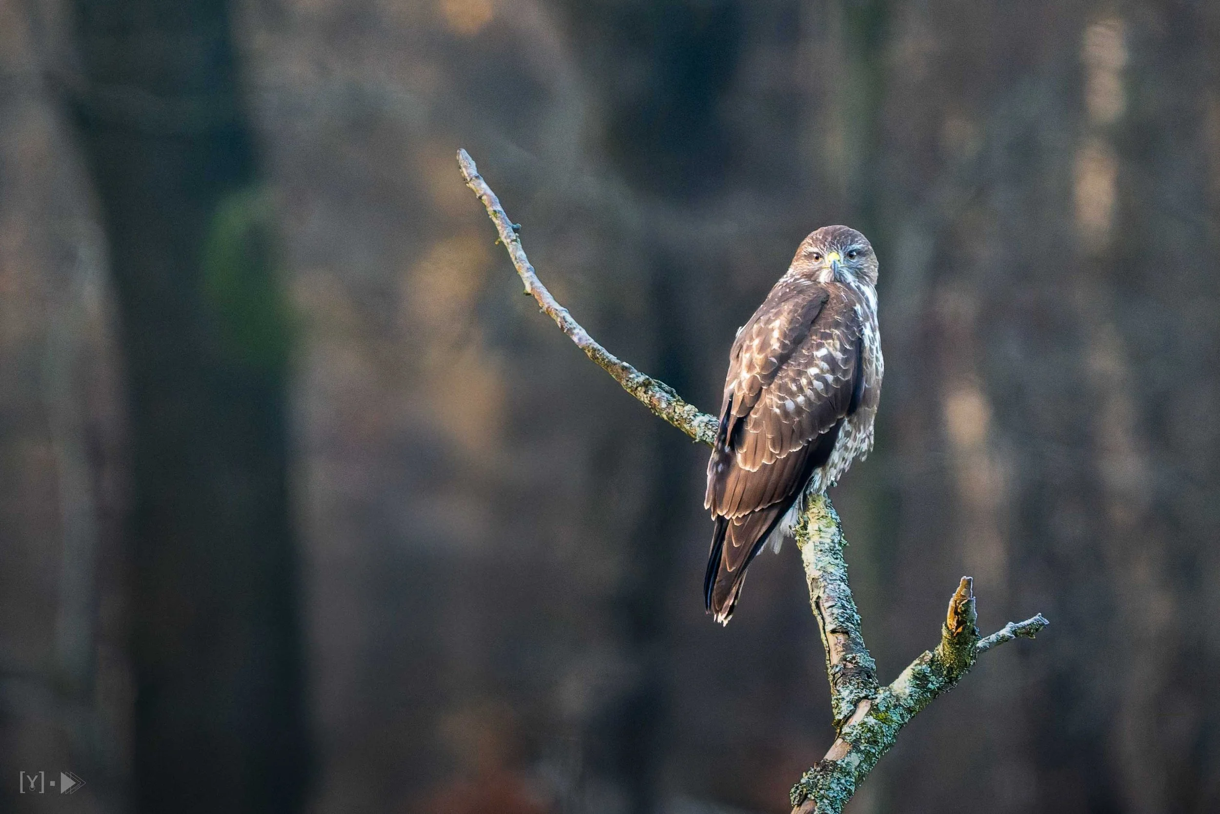 Buizerd - Common Buzzard