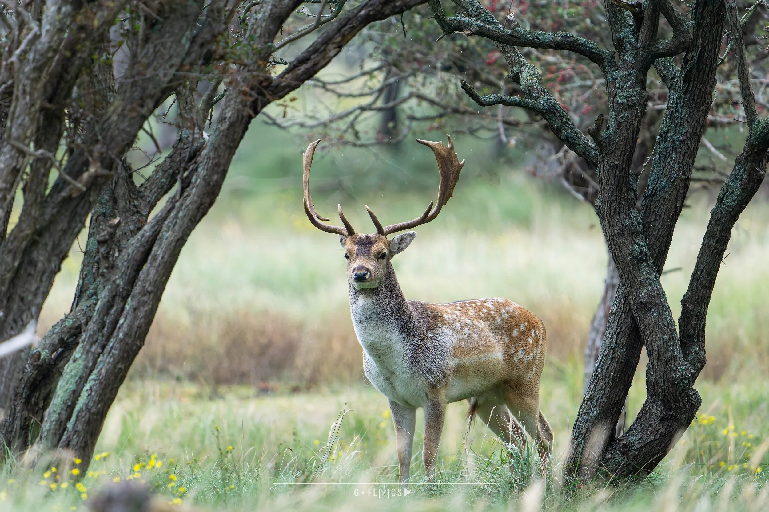 A deer with large antlers standing among trees in a grassy clearing.
