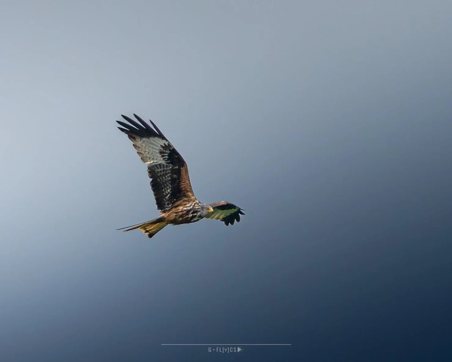 Rode Wouw - Red Kite