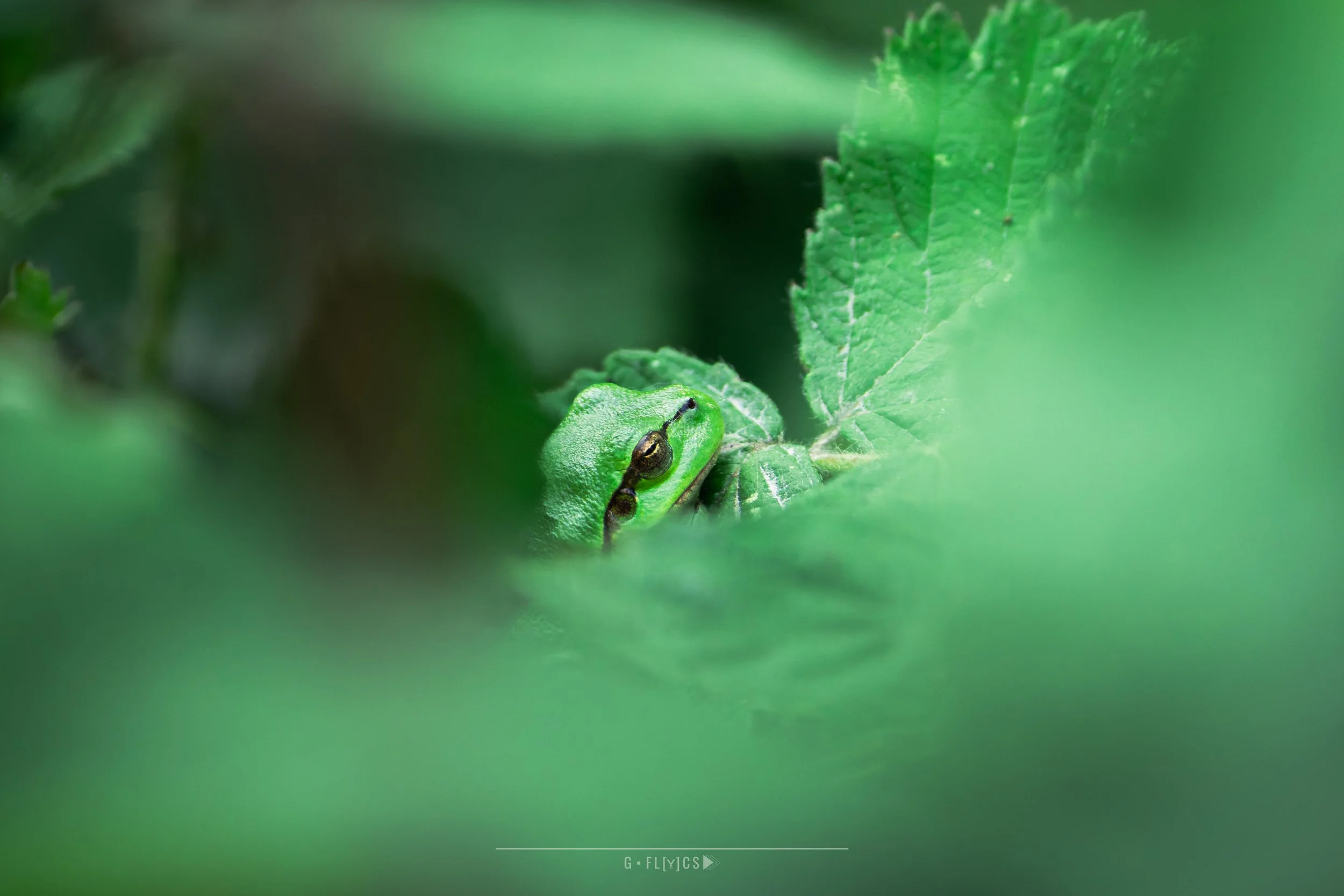 Boomkikker - Tree Frog