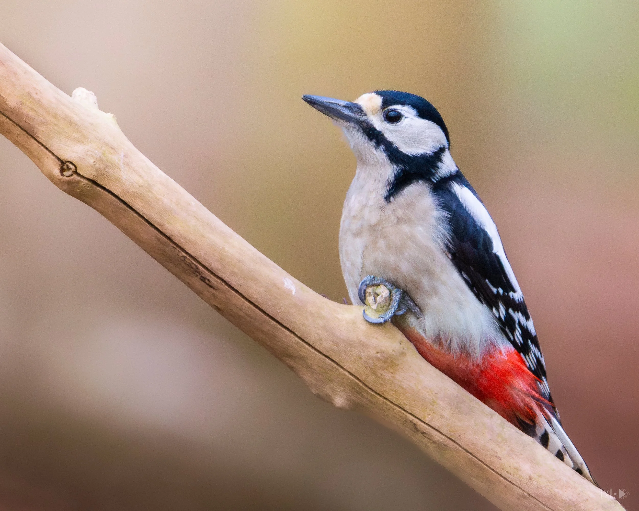 Bonte Specht - Spotted Woodpecker