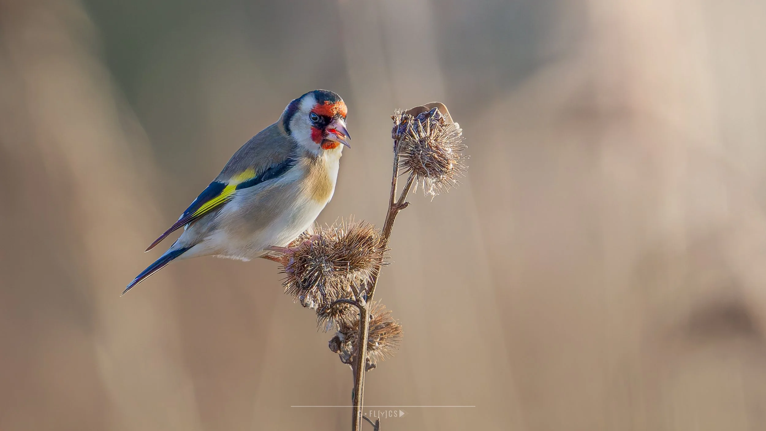 Putter - Gold Finch