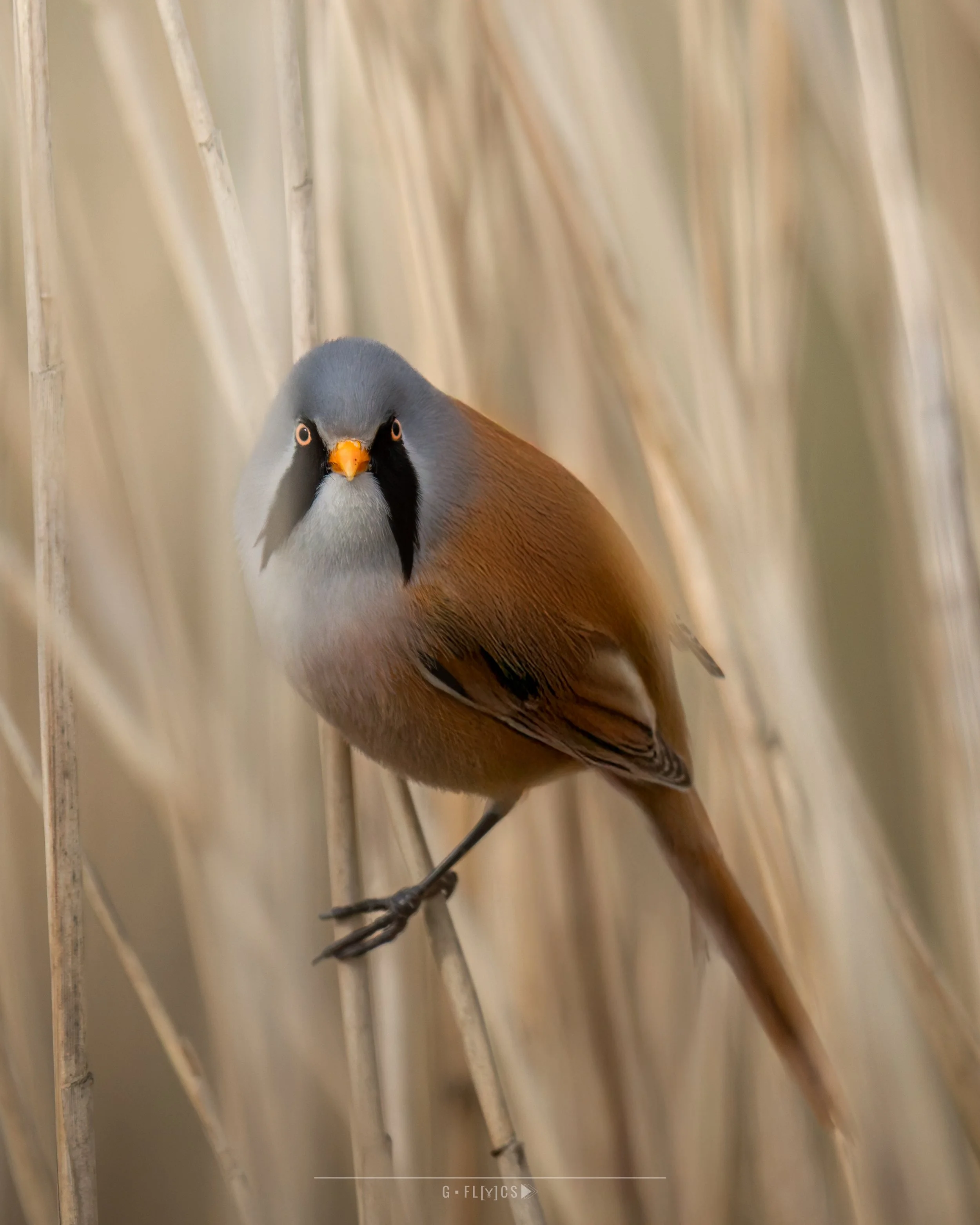 Baardman - Bearded Reedling