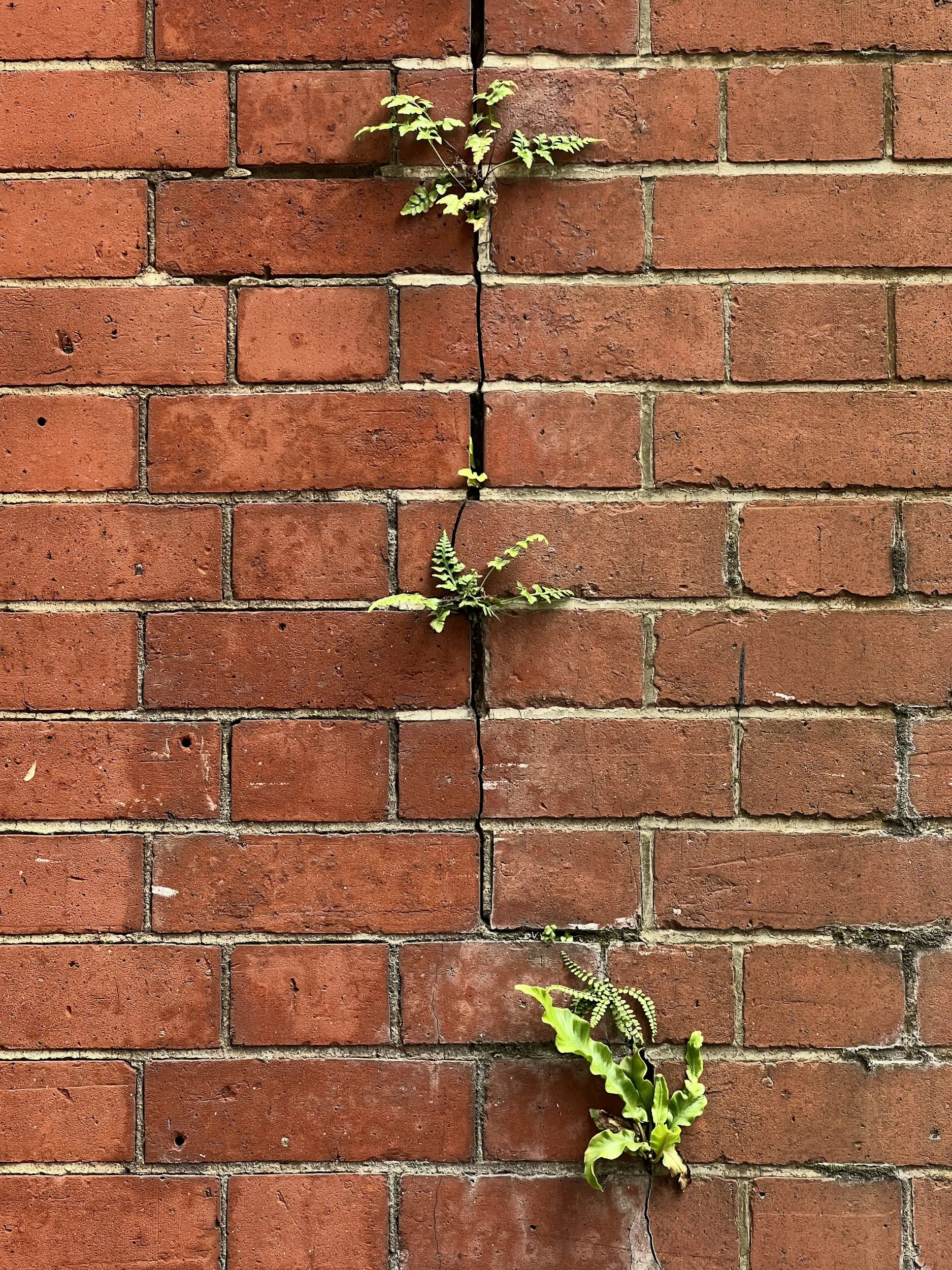 Three small green plants growing from cracks in a brick wall.