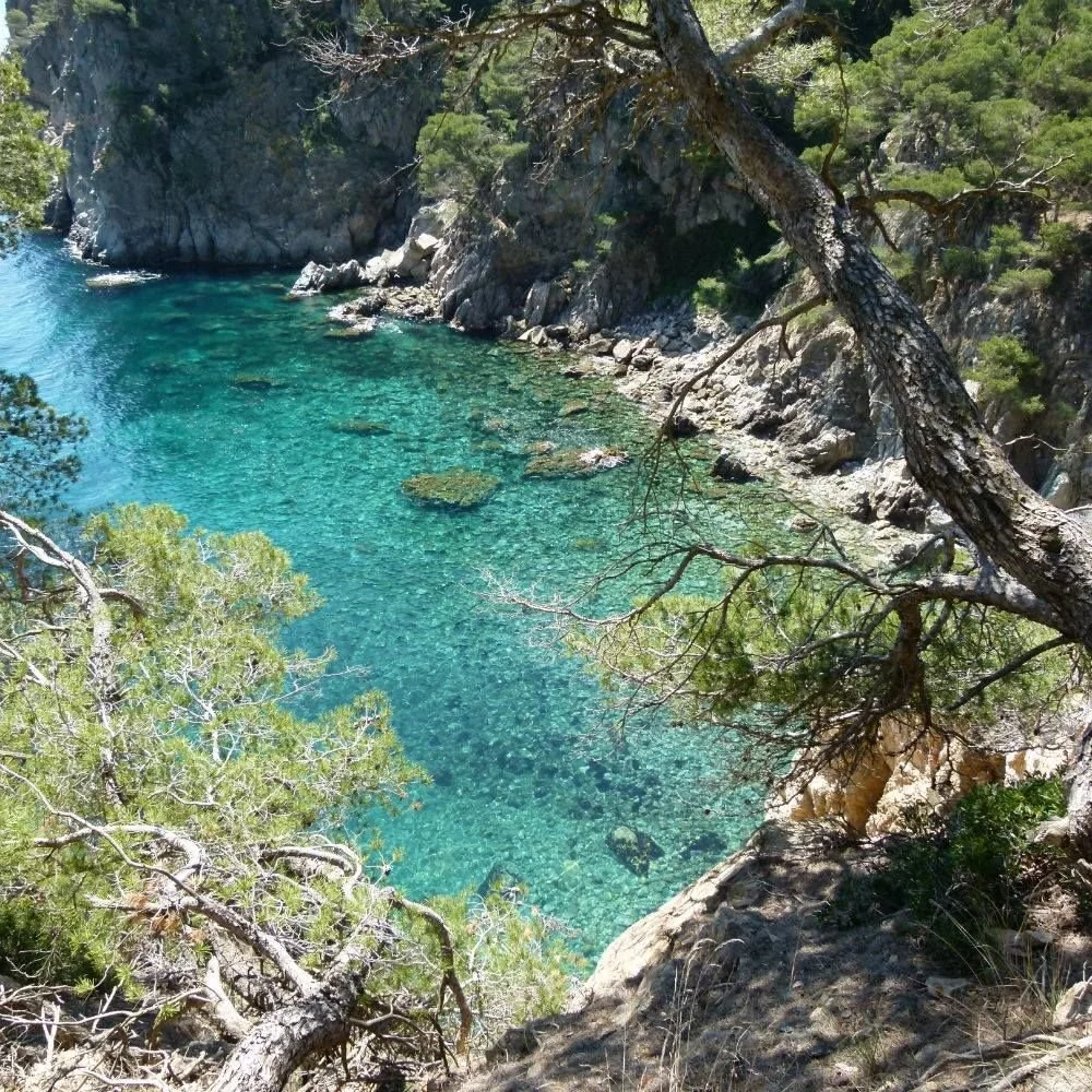 Clear turquoise water through trees and rocky shoreline.