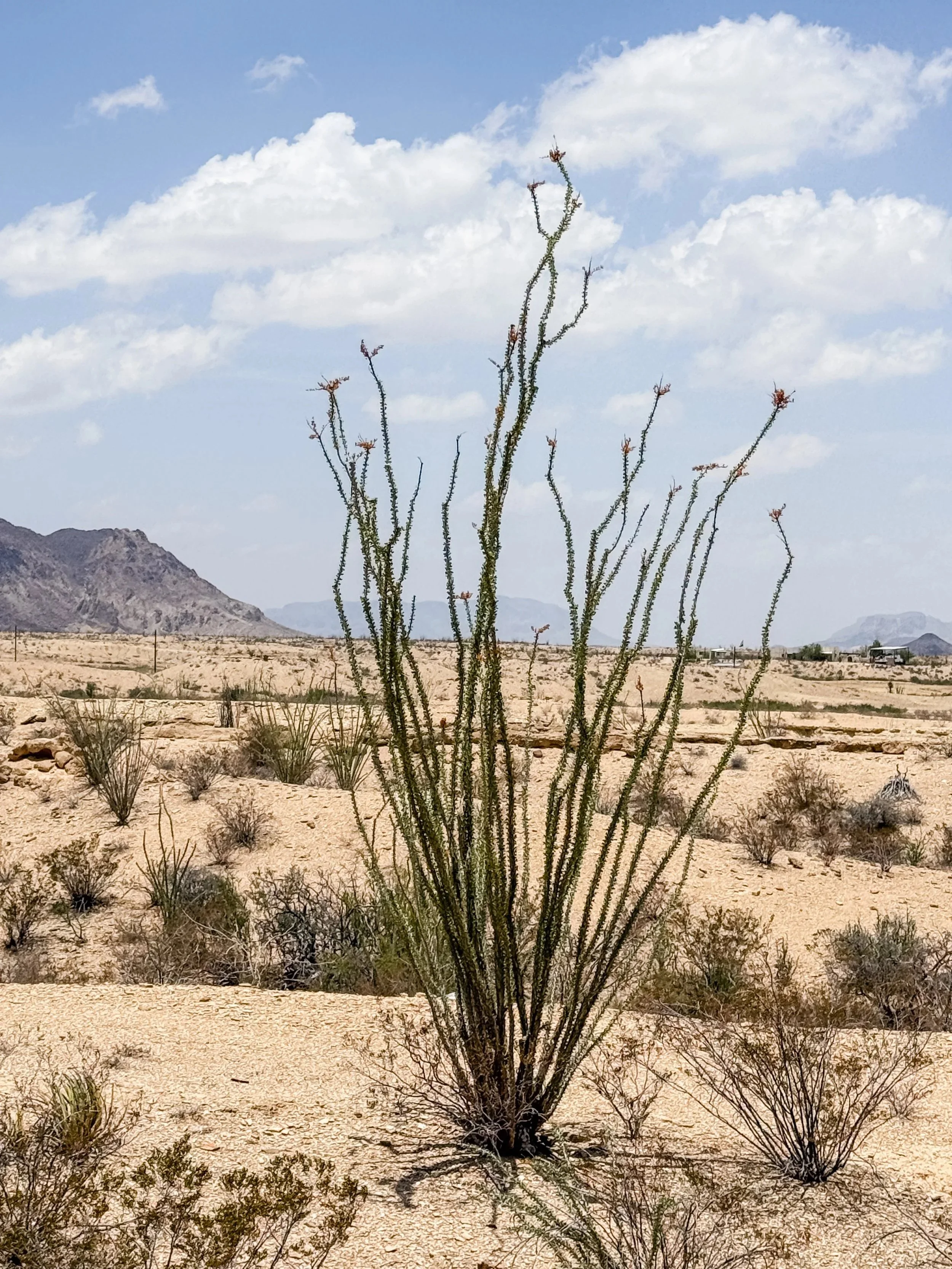 Native Texas Landscaping