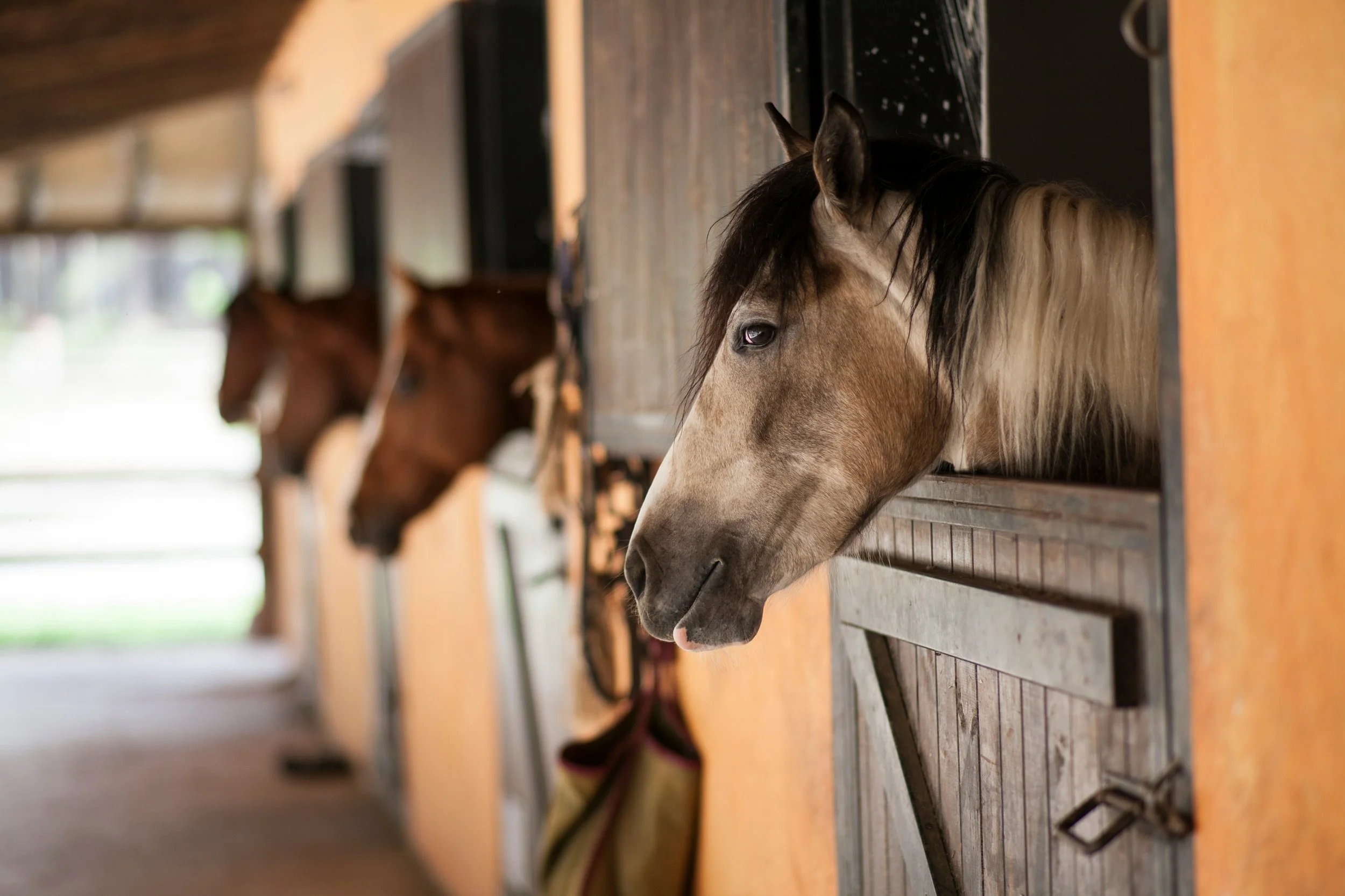 declutter and organizer horse barns, tack rooms, feed rooms, storage areas in horse barns in Cobb County, Georgia