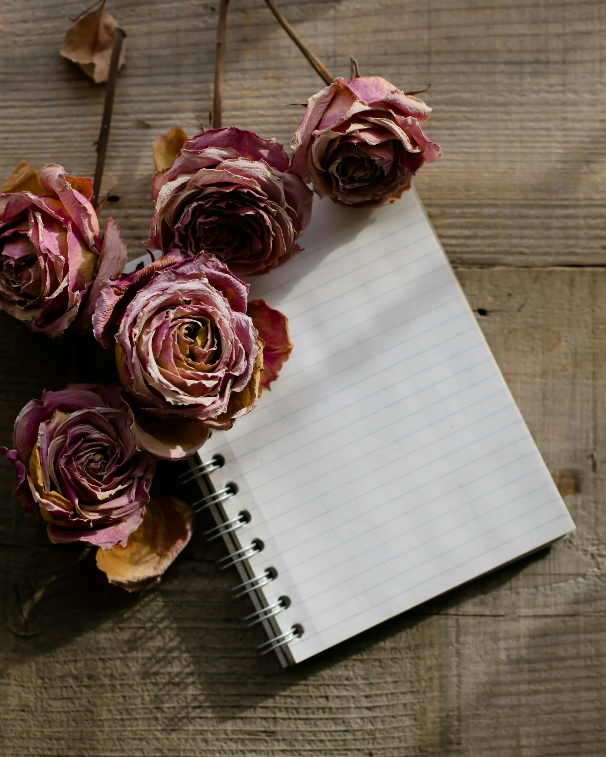 A blank journal sits on a coffee table with purple roses laid across it the is for a writer or student working on a great creative project or dissertation