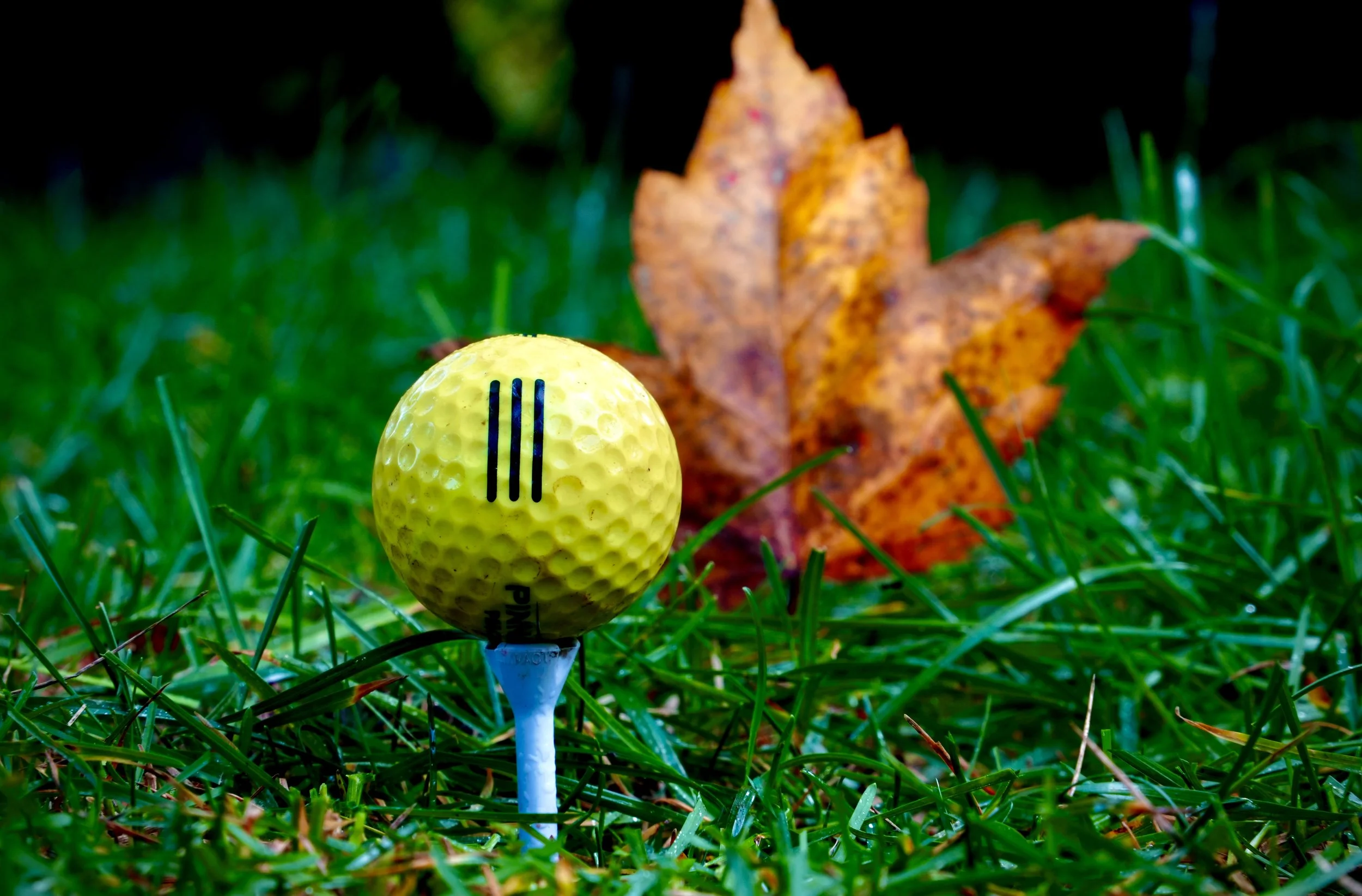 Close-up of a yellow golf ball on a tee with a large autumn leaf in the background on a grassy surface.