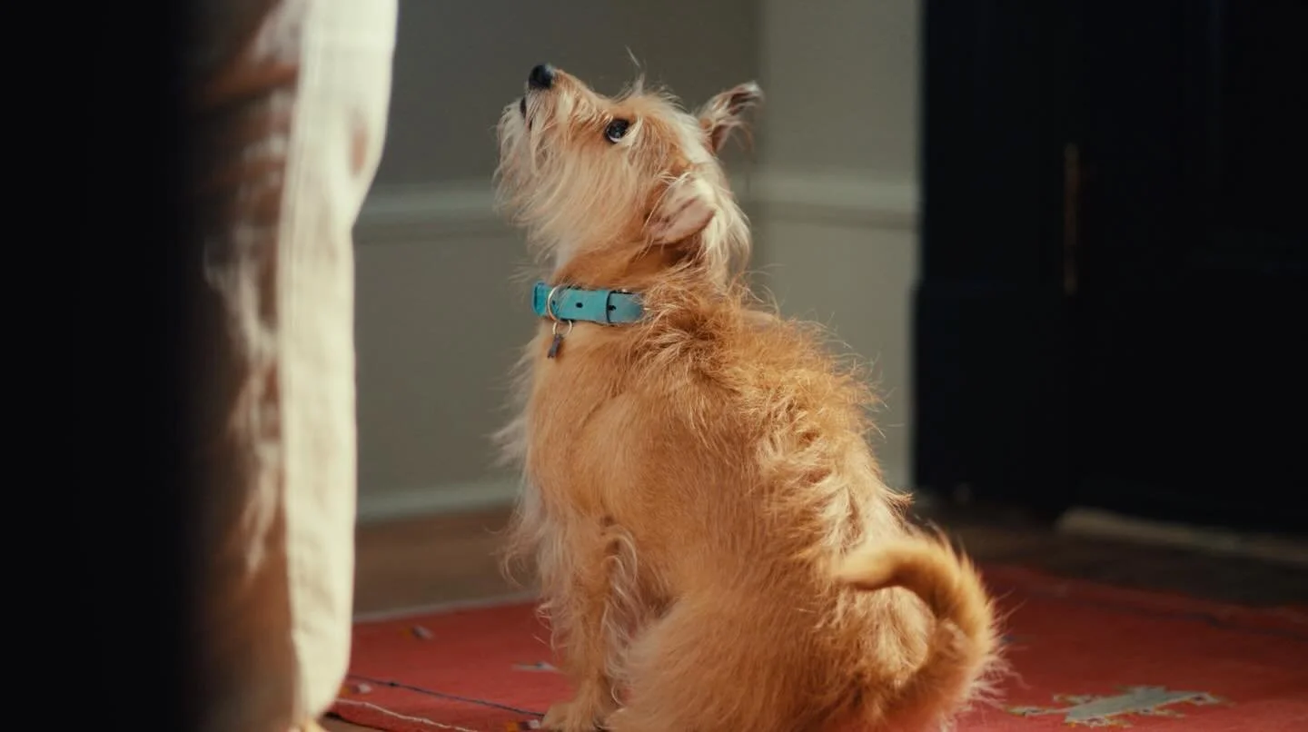 There&rsquo;s beauty in the routine😍. Adorable sound-driven spot for @petlibro w/ our friends at @fathappymedia.

Agency @redantler 
Production Company @fathappymedia
Director @niebz  
DP @nick_shamblott
Executive Producer @nicweinfeld
Senior Produc