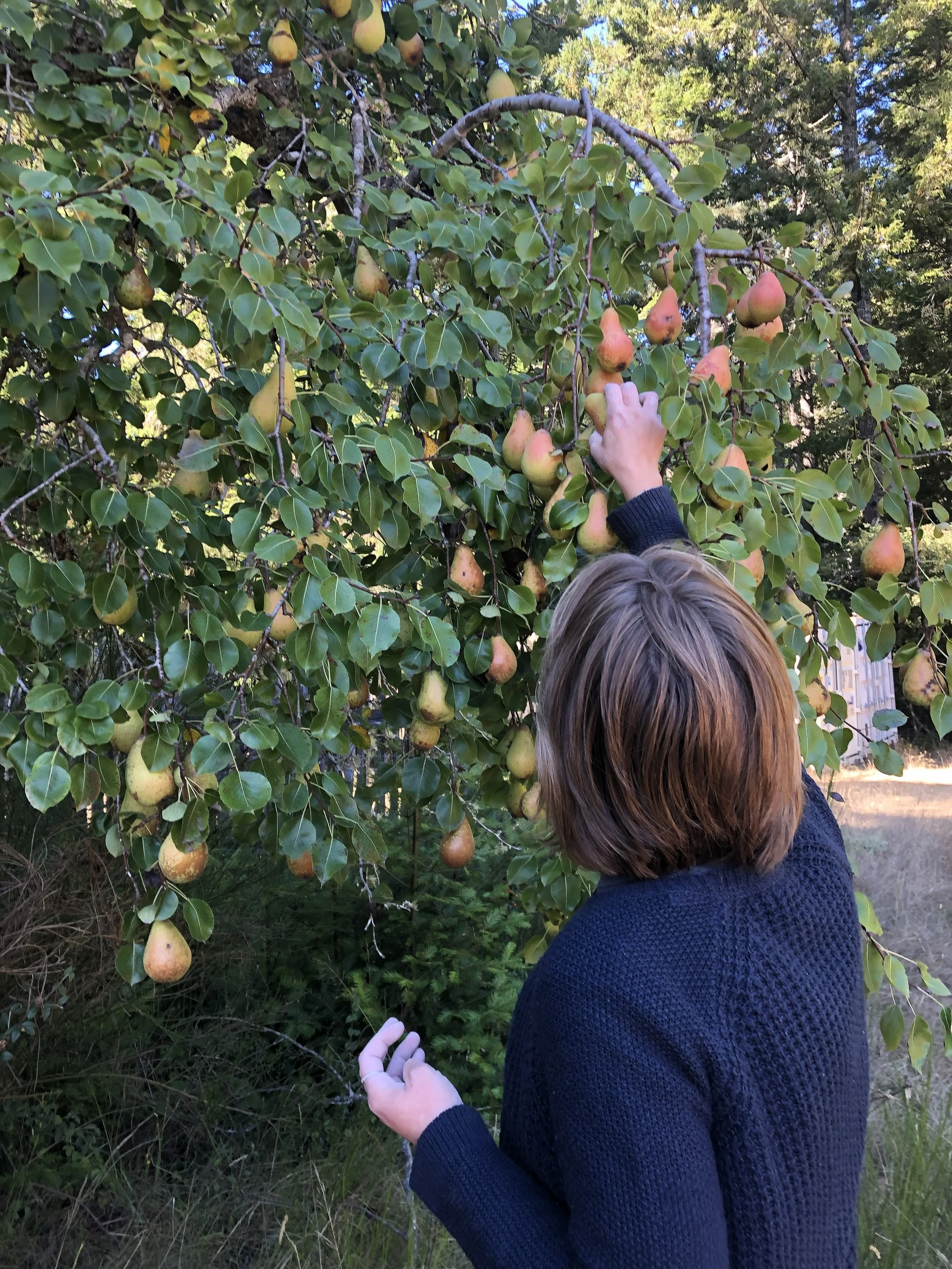 picking from the best pear tree on the land