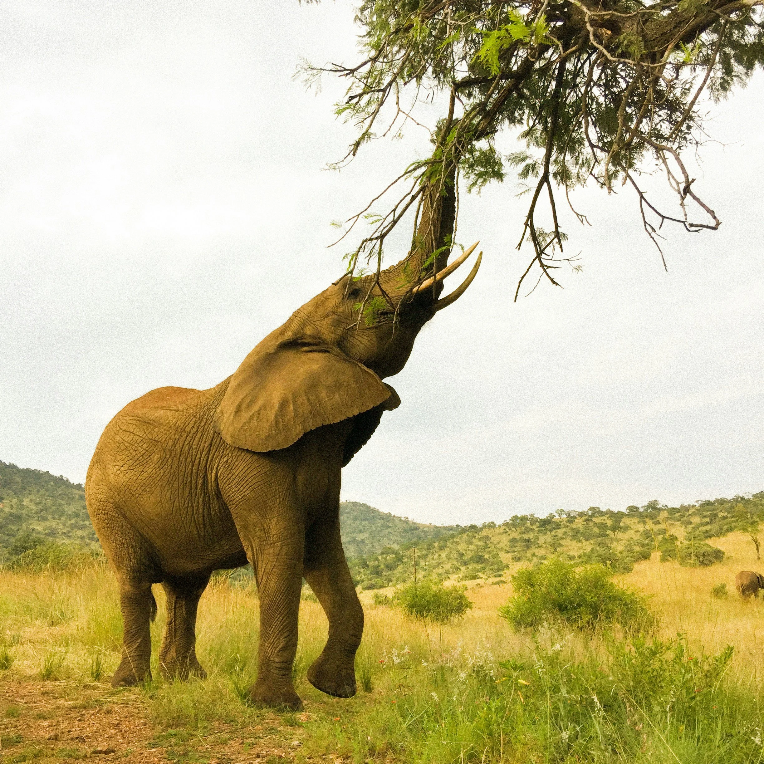 An elephant reaching up to eat leaves from a tree in a grassy savannah landscape.