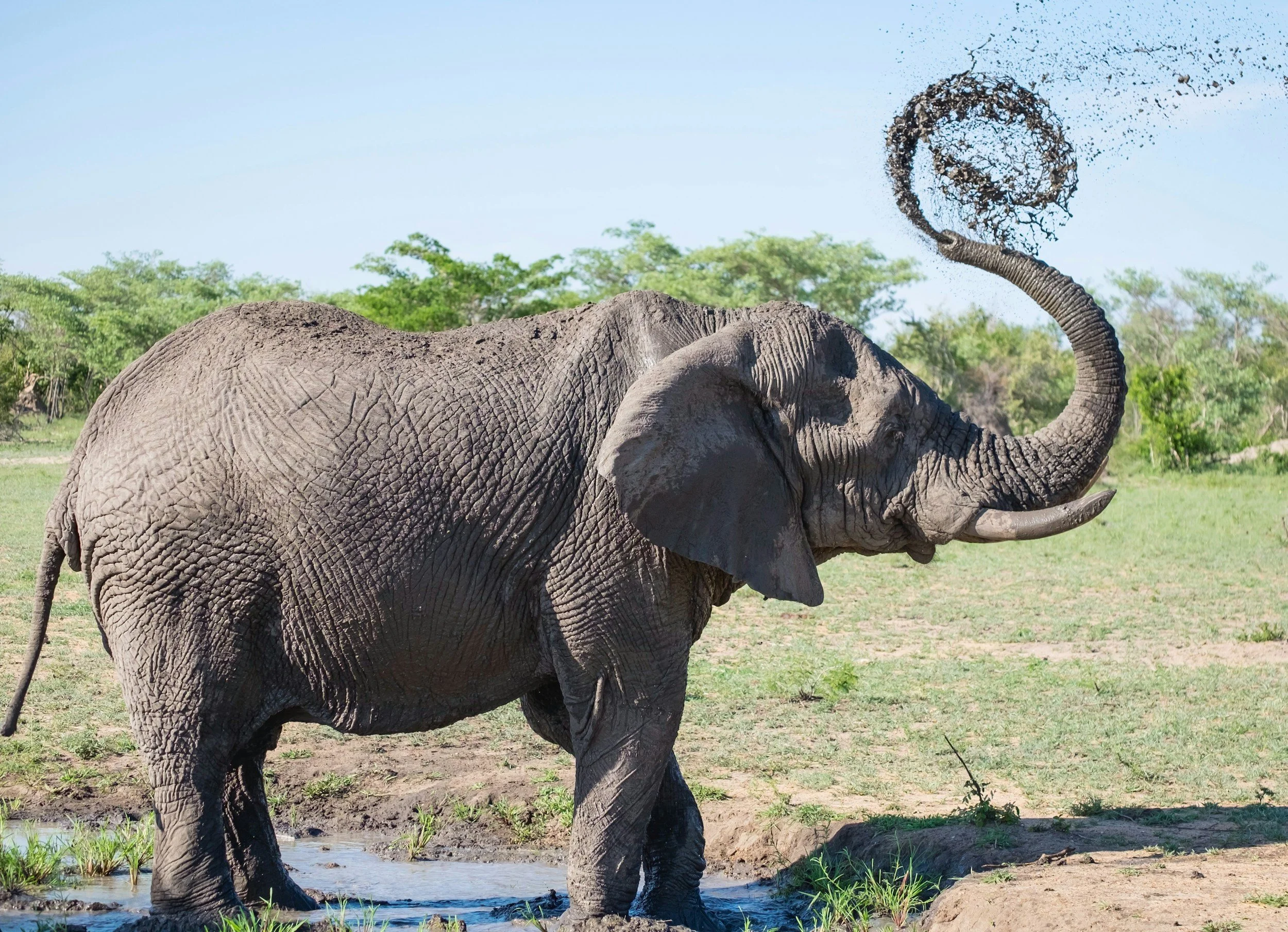 An adult elephant is splashing water with its trunk in a waterhole in a savannah with green trees and a light blue sky in the background.
