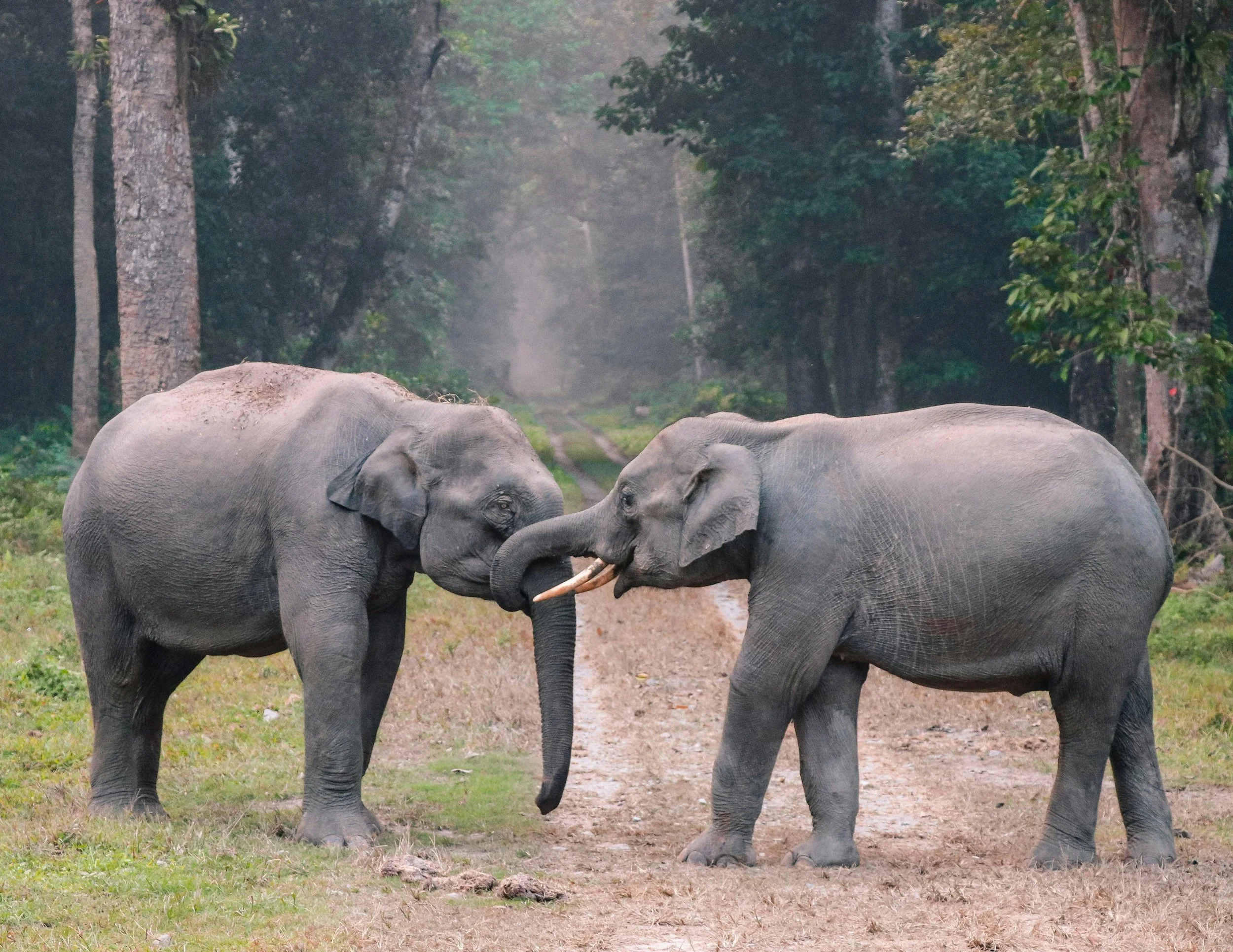Two elephants in a forest, touching trunks, on a dirt path surrounded by trees.