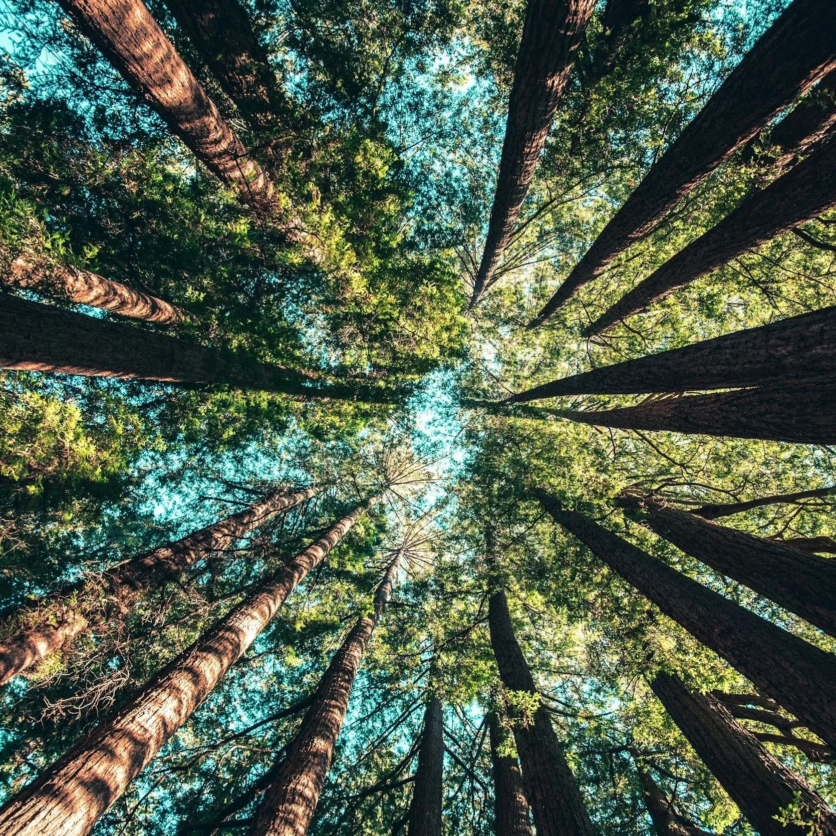 Viagens de luxo com propósito: como unir exclusividade e sustentabilidade