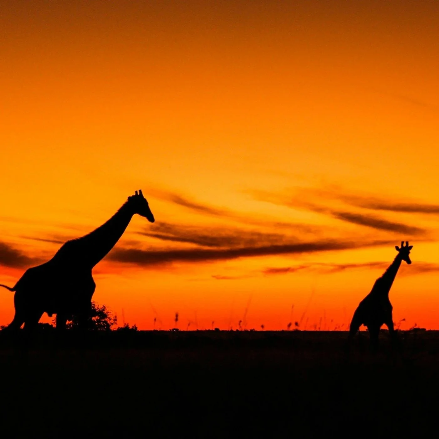 Safari: tudo que você precisa saber antes de viver essa experiência!