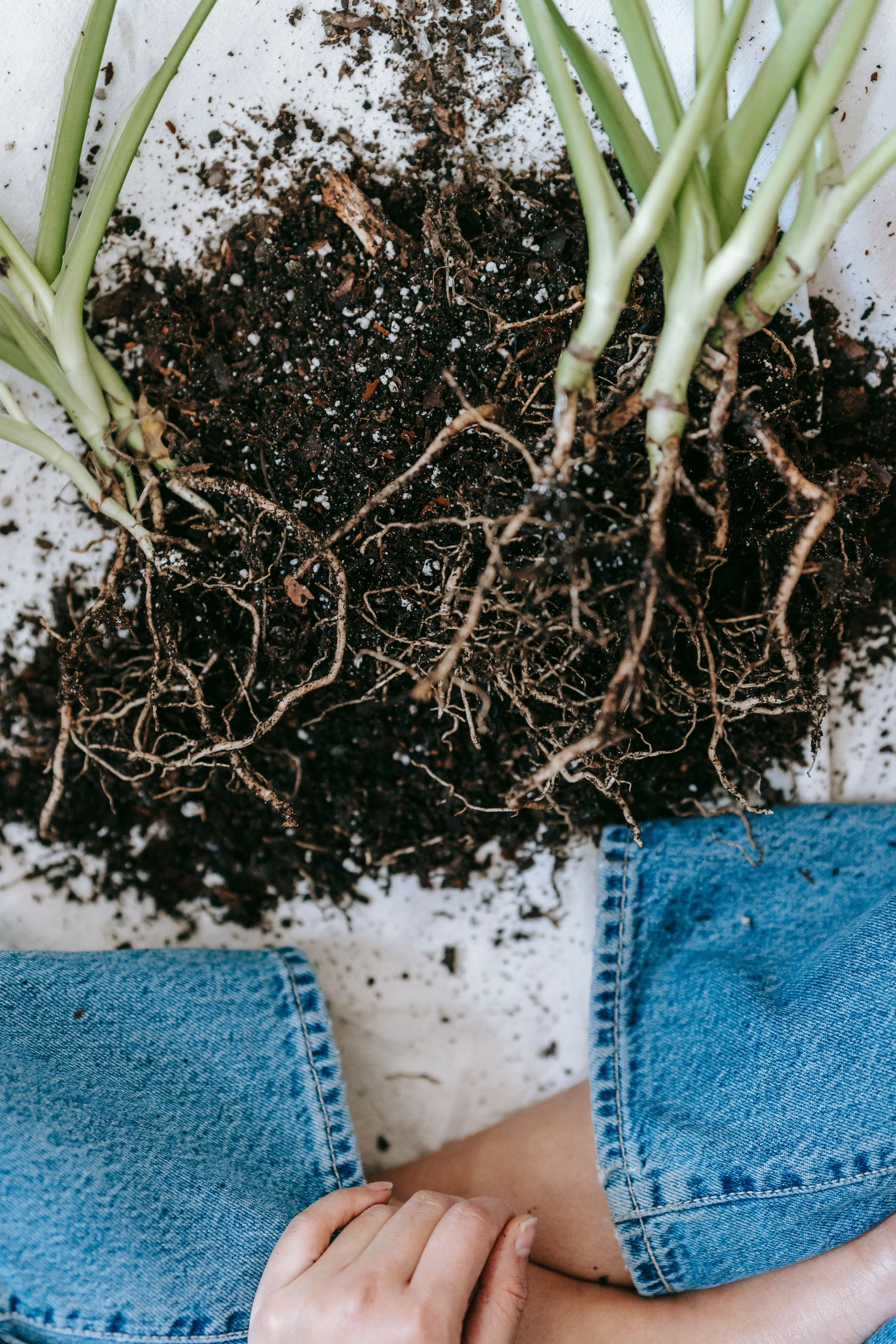 A person wearing blue jeans is sitting with dark soil and plant roots in their lap, preparing for planting. The soil and roots are visible above a white surface, and the person's hand is resting near their knee.