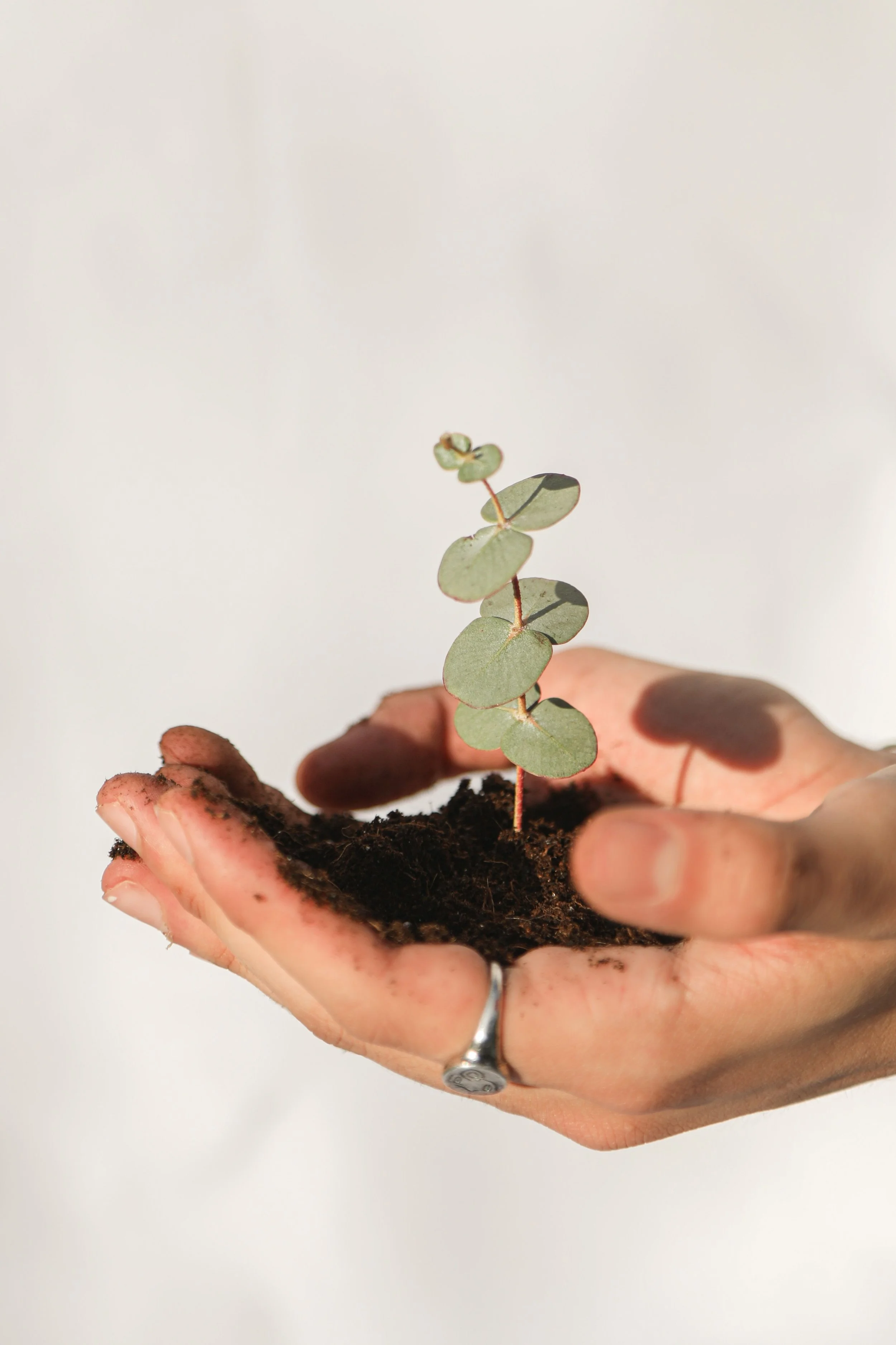 Hand holding soil with a small green eucalyptus seedling.